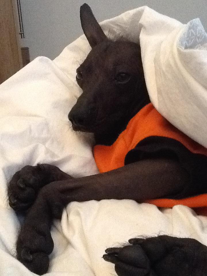 Perkele
Xoloitzcuintli, (standard) female