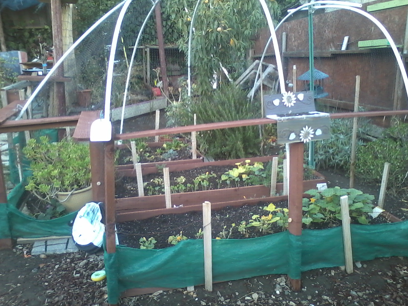 Permaculture at its best! all manner of vegetables randomly planted here. Spinach, squash, cucumbers, and around the boxes are tomatoes, sage, rosemary, lavender, and a peach tree that has really produced this year. They are falling all over! Note the netting which keeps out birds and curious dogs. I only wish we grew all our own food. This is more for display purposes at this point, to inspire others.