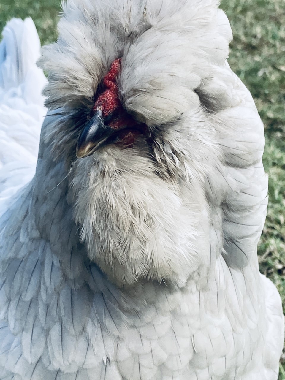 Perplexed Perri