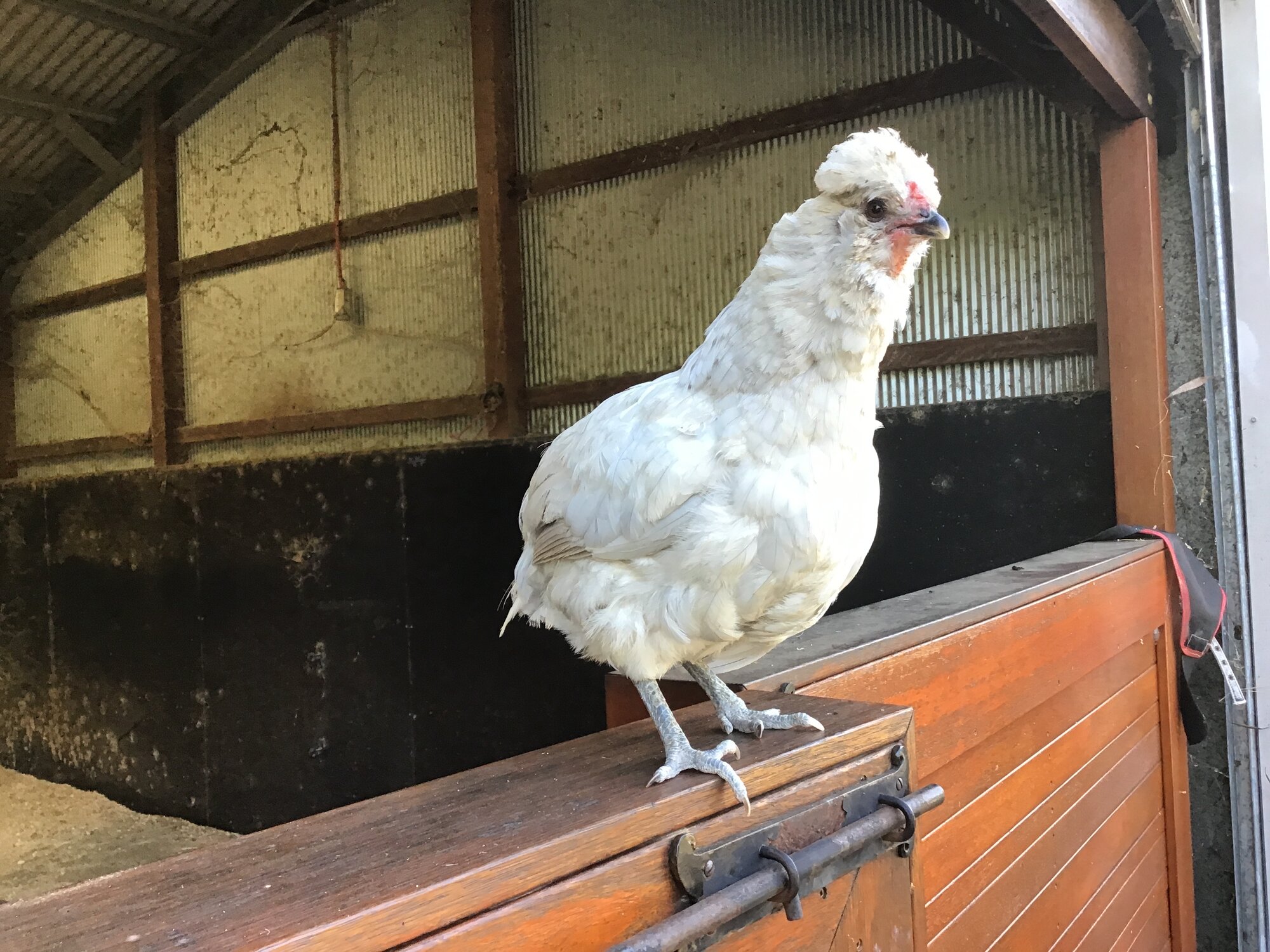 Perri (Her plumage was poor in this pic)