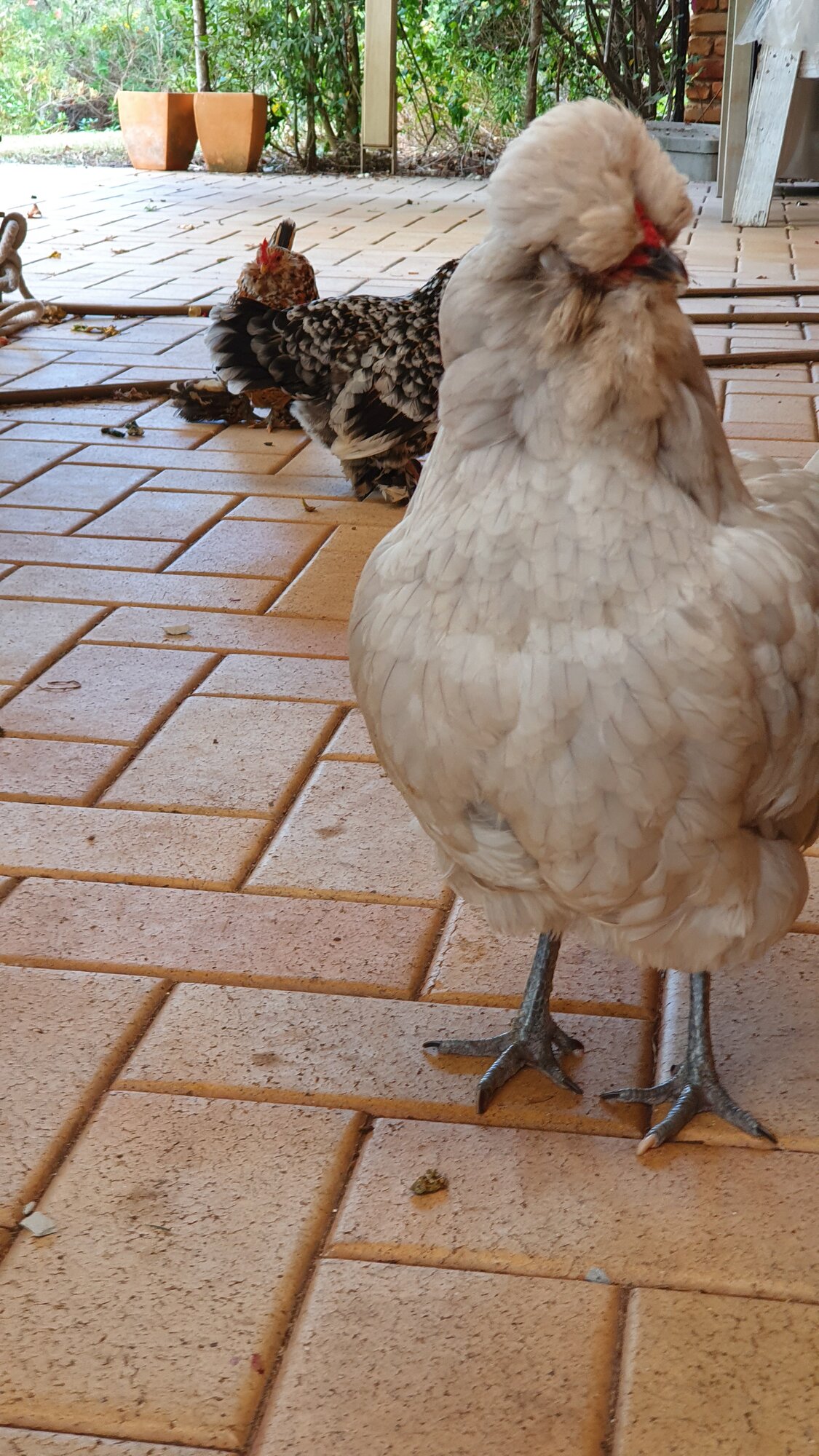 Perri with Oreo and Tango