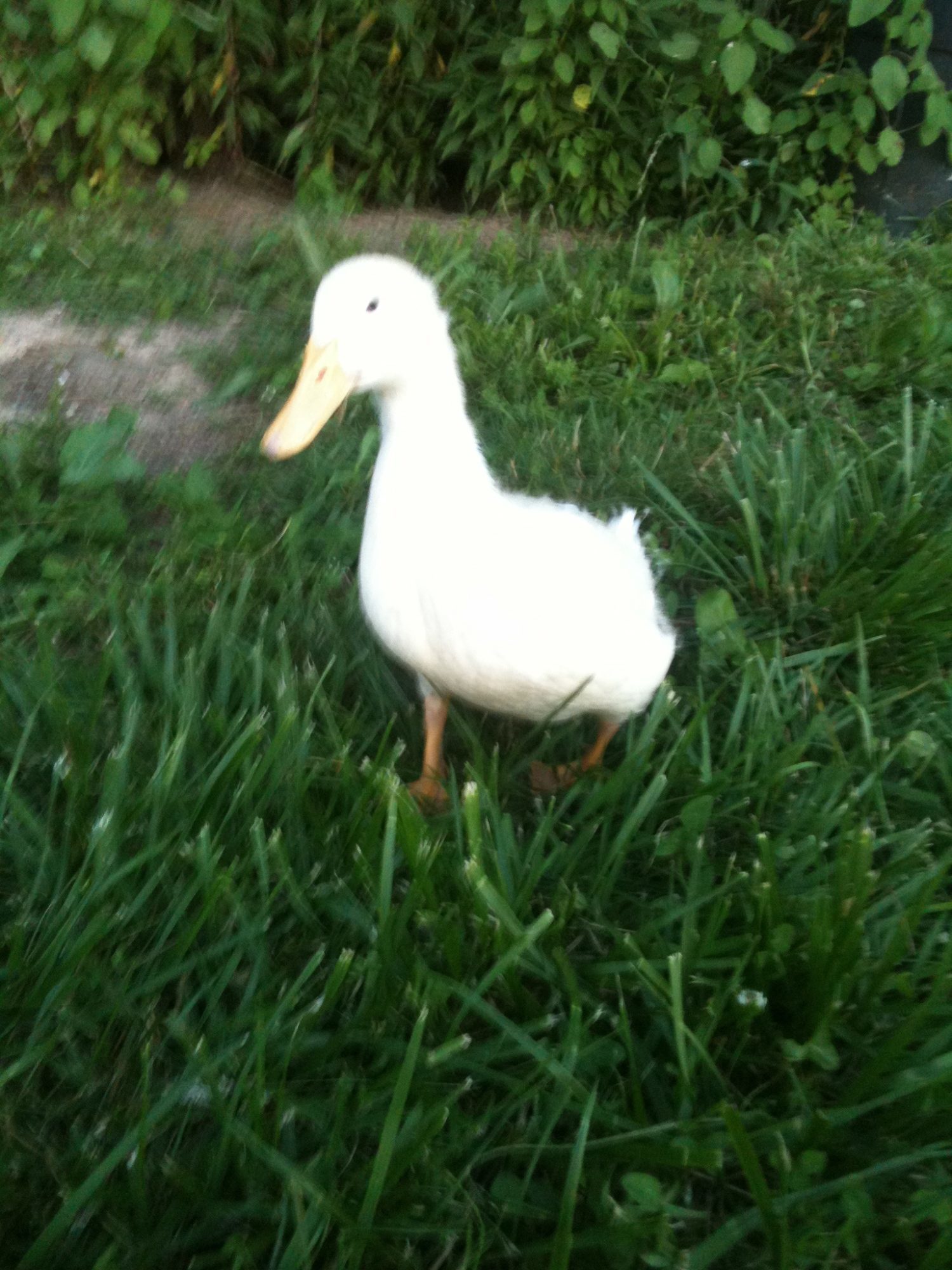 Perry the Pekin!