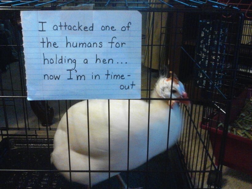 Perry winkle our guine fowl