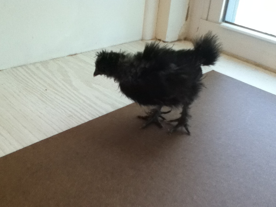 Persephone - Black Silkie - 3 1/2 weeks