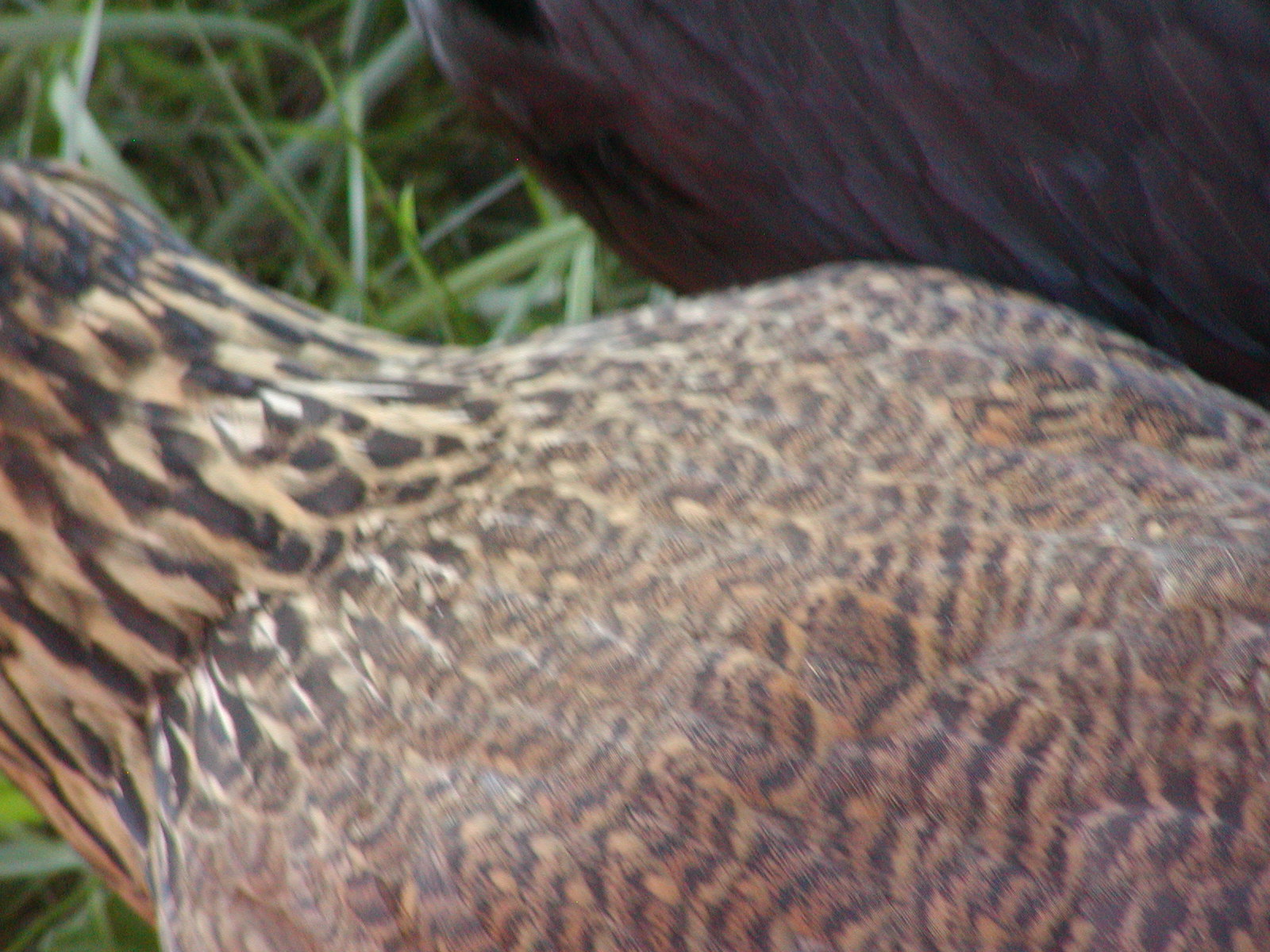 Persephone - EE at 10 weeks
Feather pattern