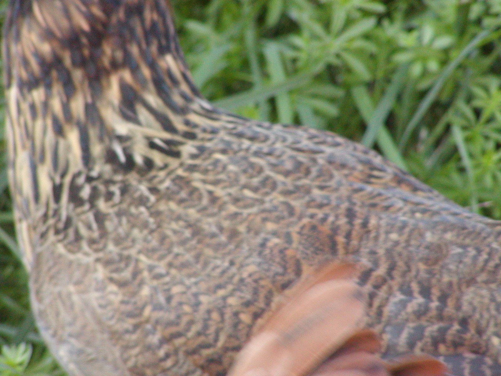 Persephone - EE at 10 weeks
Feather pattern