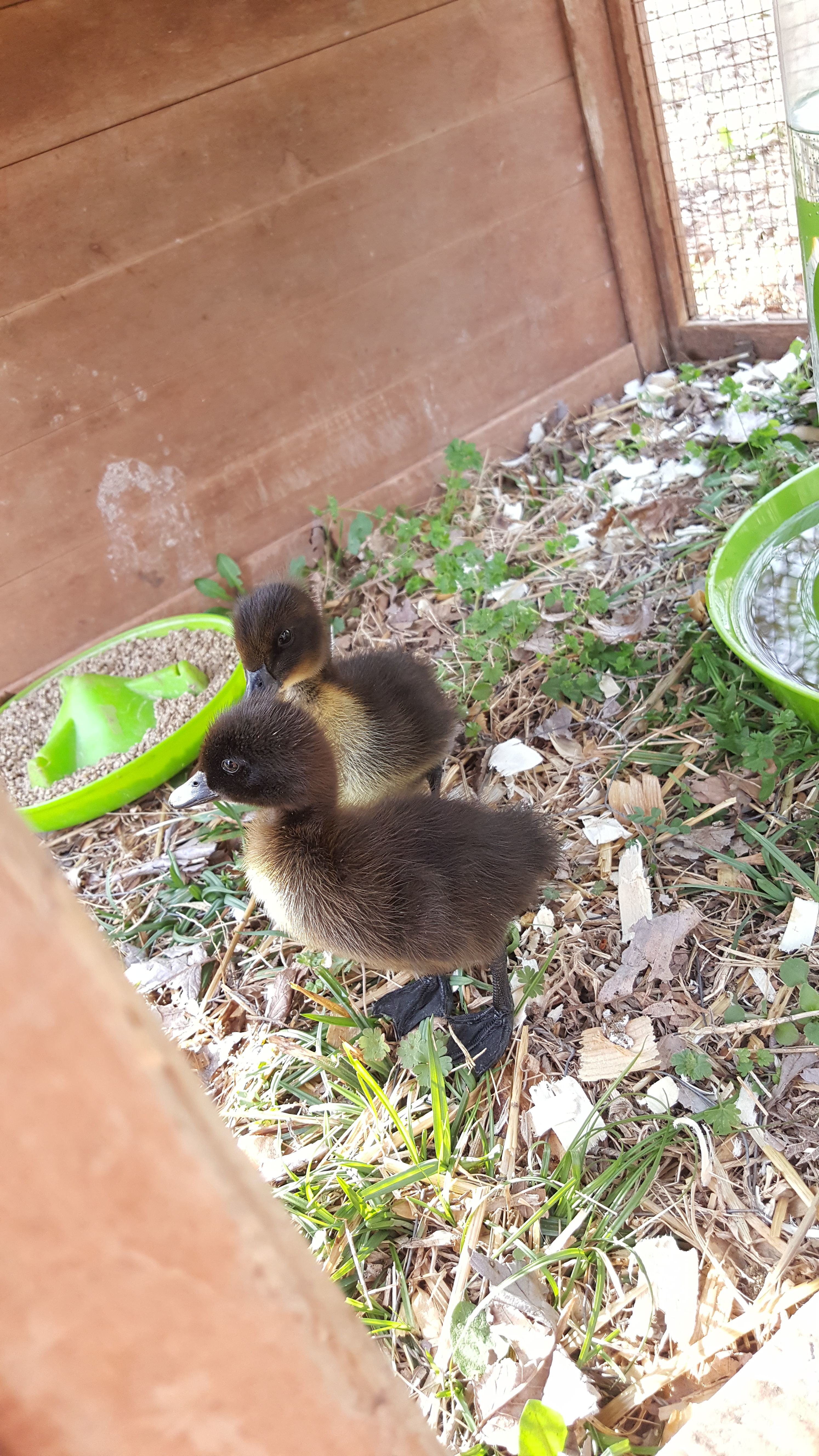 Persephone (front) and Patrick, just a few days old here!! Percy and Patty have gotten so big, love them to death!!

Patrick: 
Hatchday: March 20th, 2016
Breed: Crested Cayuga Duck (Drake)

Persephone: 
Hatchday: March 20th, 2016
Breed: Cayuga Duck (Hen)