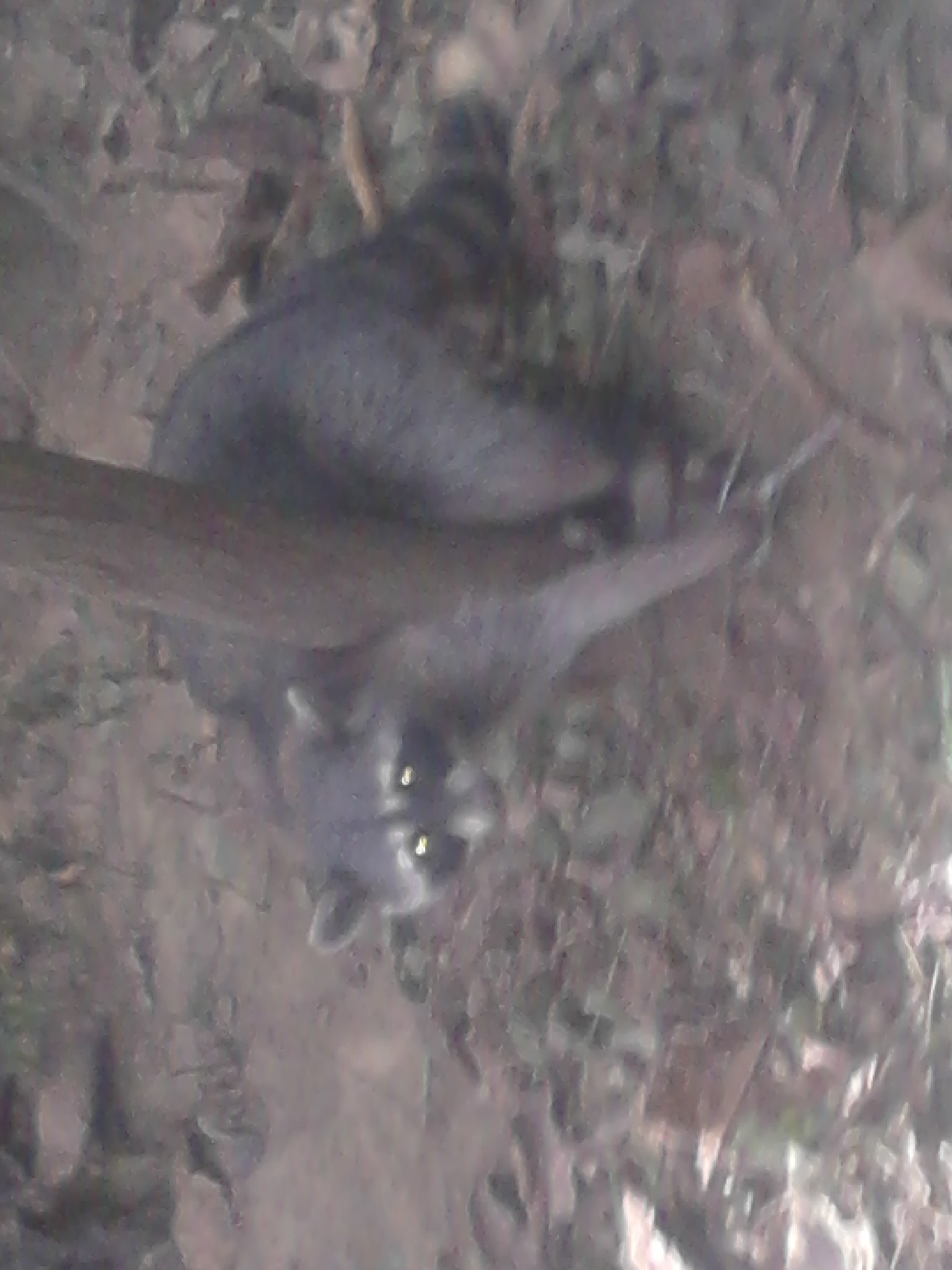 pet safe coon trap in action