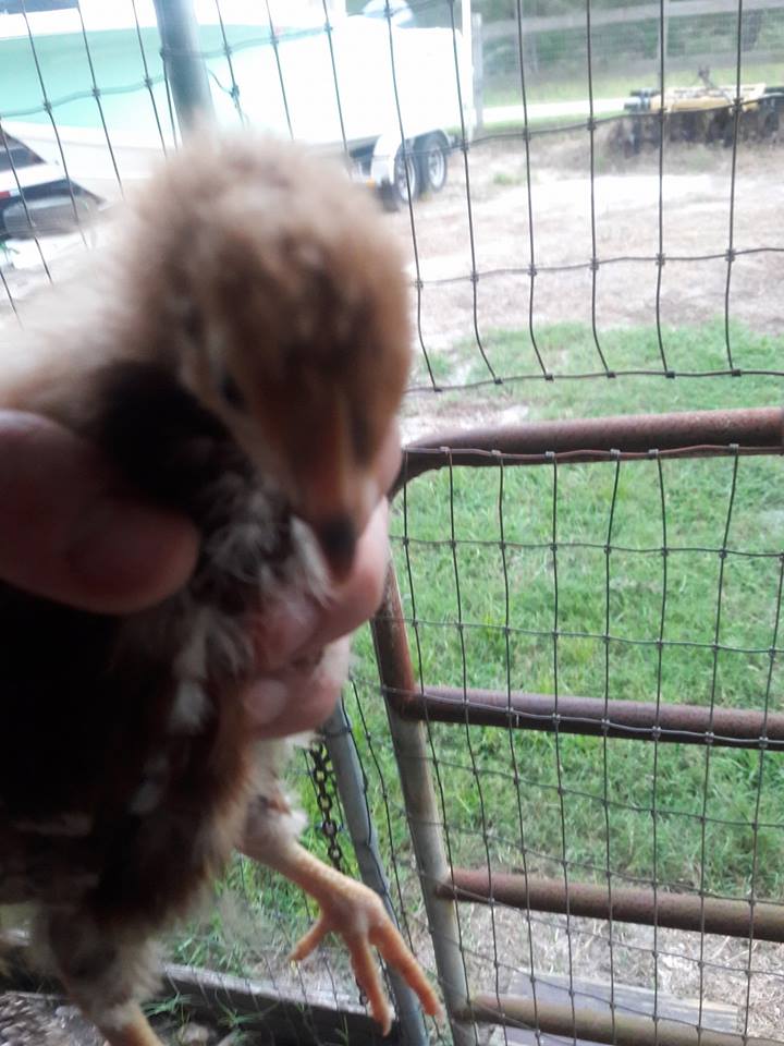 Pet_chicken_I