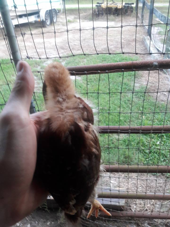 Pet_chicken_ii