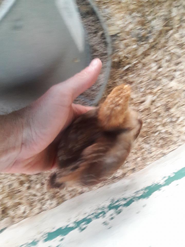 Pet_chicken_iii