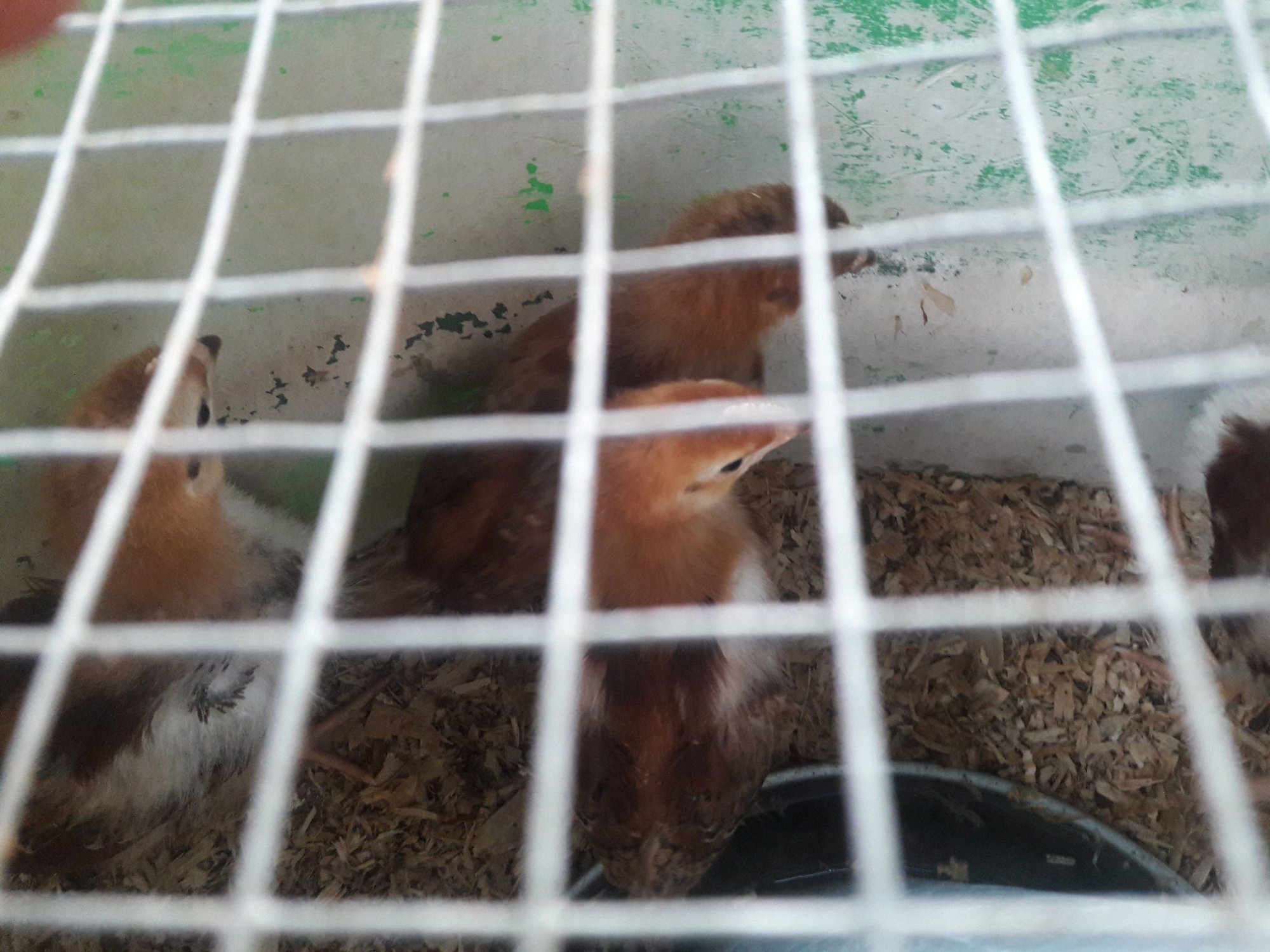 Pet_chicken_iv