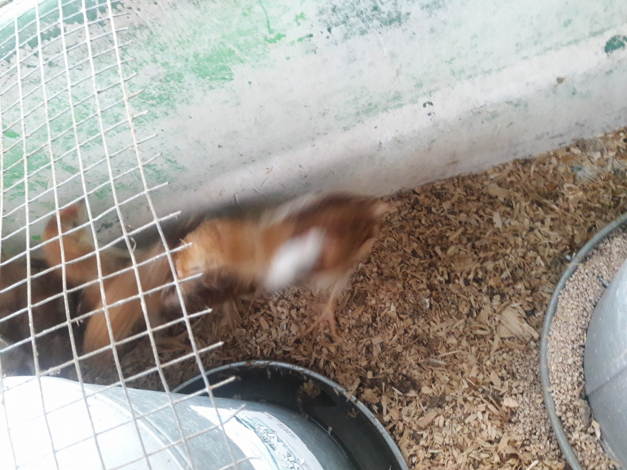 Pet_chicken_v