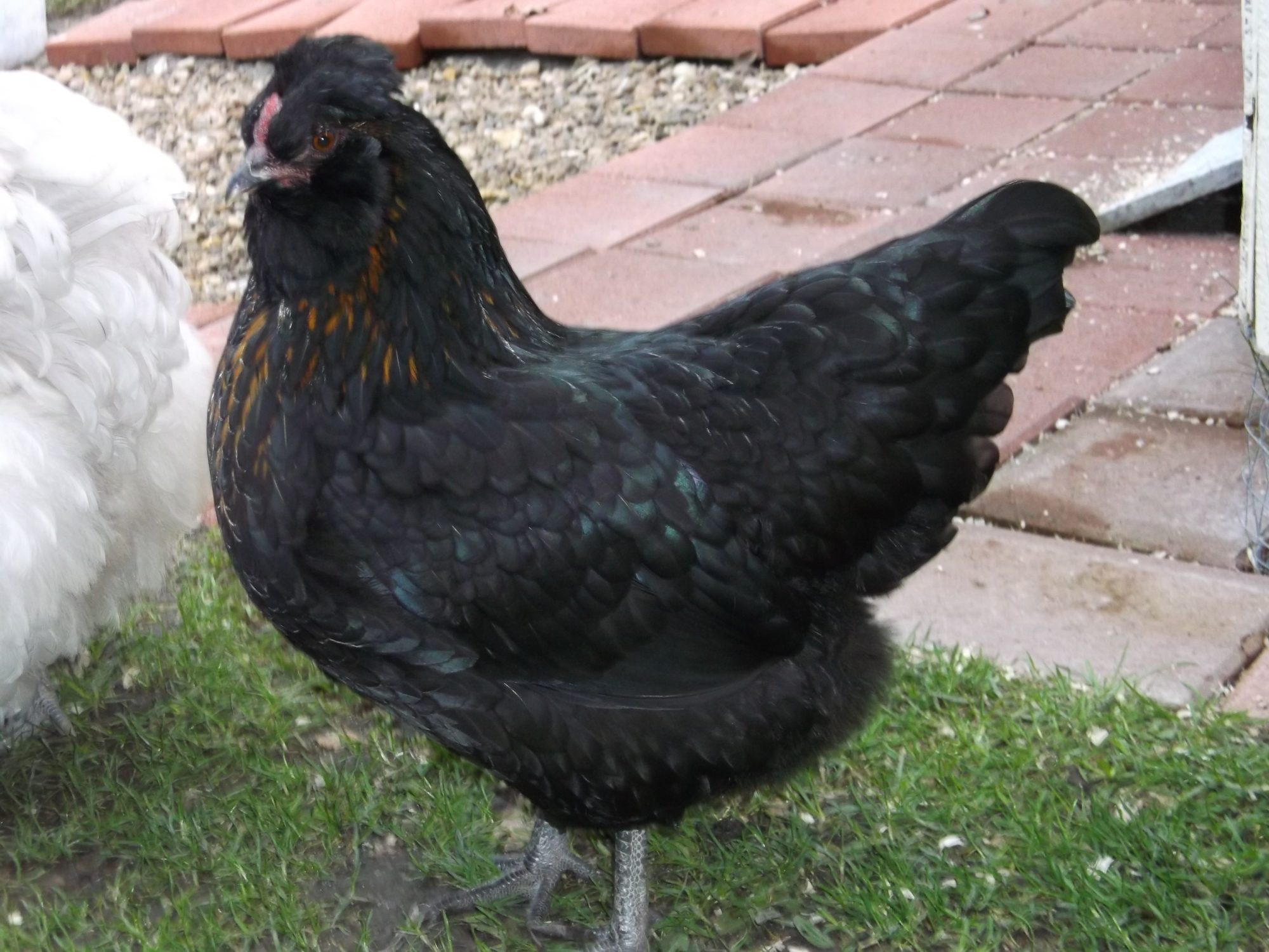 Petal Araucana x RIR