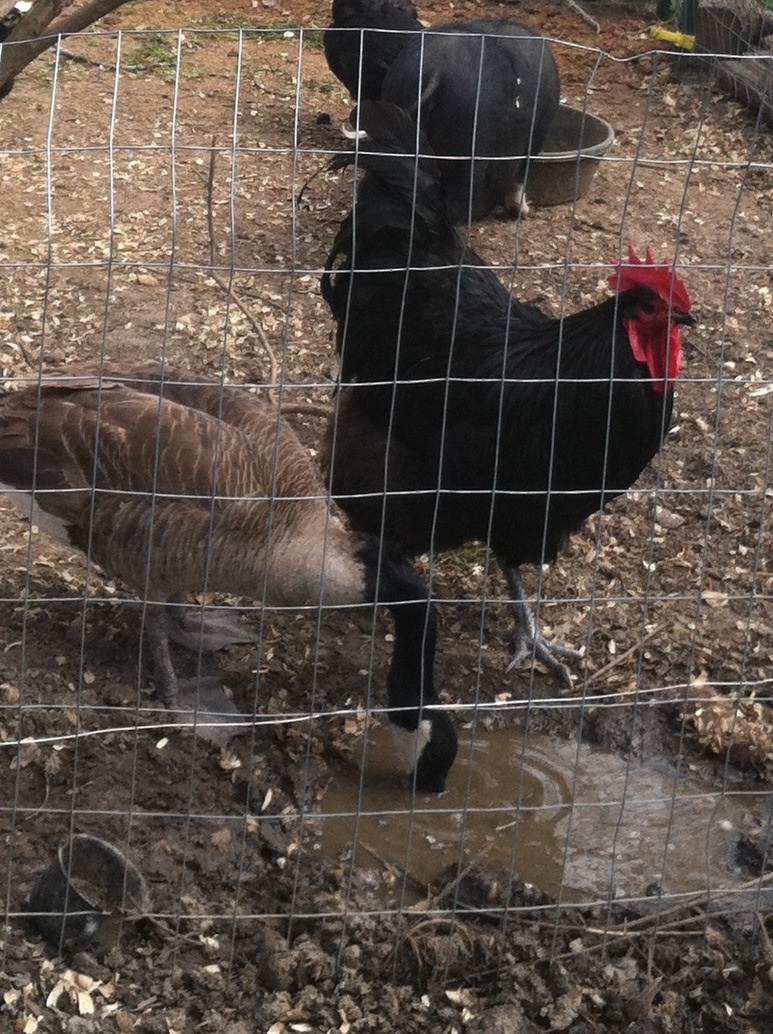 Pete and Big Mack with Penelope in the back