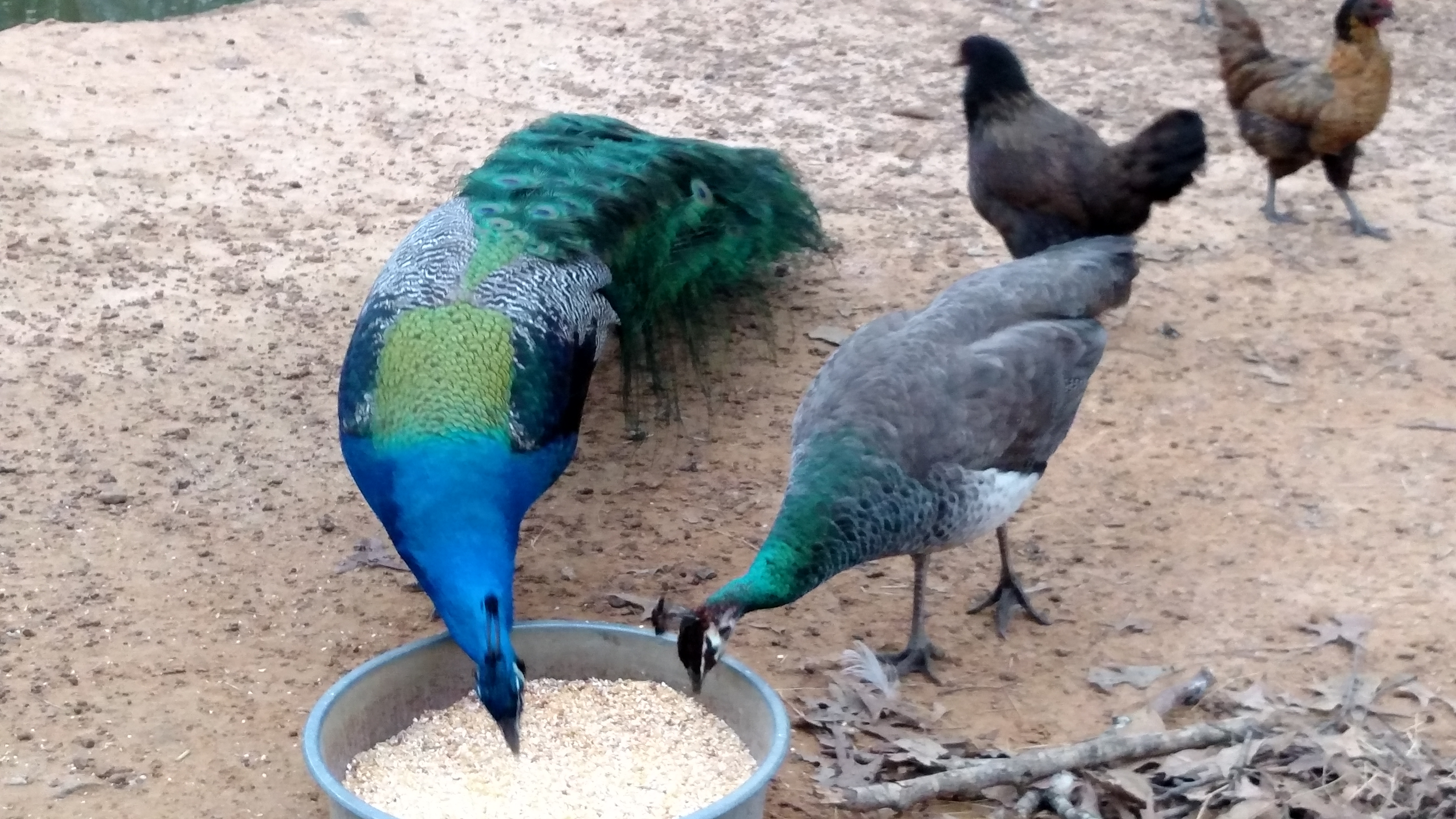 Pete & Pearl sure are pretty this time of year.  It is cloudy right now.  They would be gleaming if sun were out.
