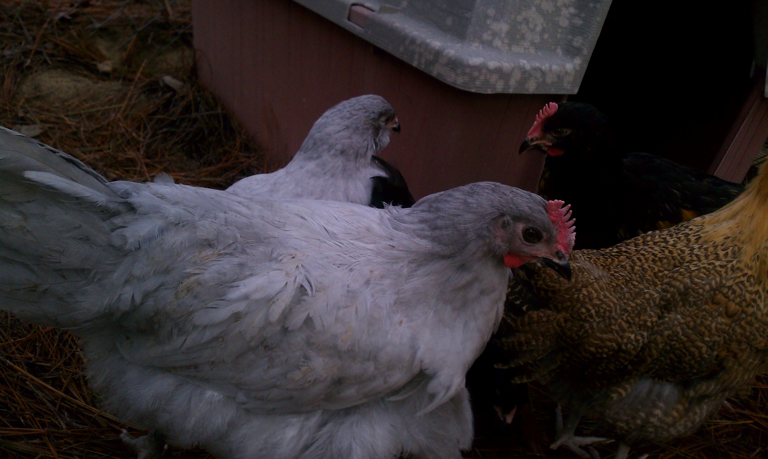 "Peter Pecker" actually seemed to take over the flock the today. And "Percy" even got in on it too. I'm sure it will happen back and forth until they're established. "Percy" will have to fight it out for "Rockhopper" and I'm in a MAJOR hunt for some more ladies!!!