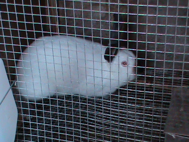 Peter