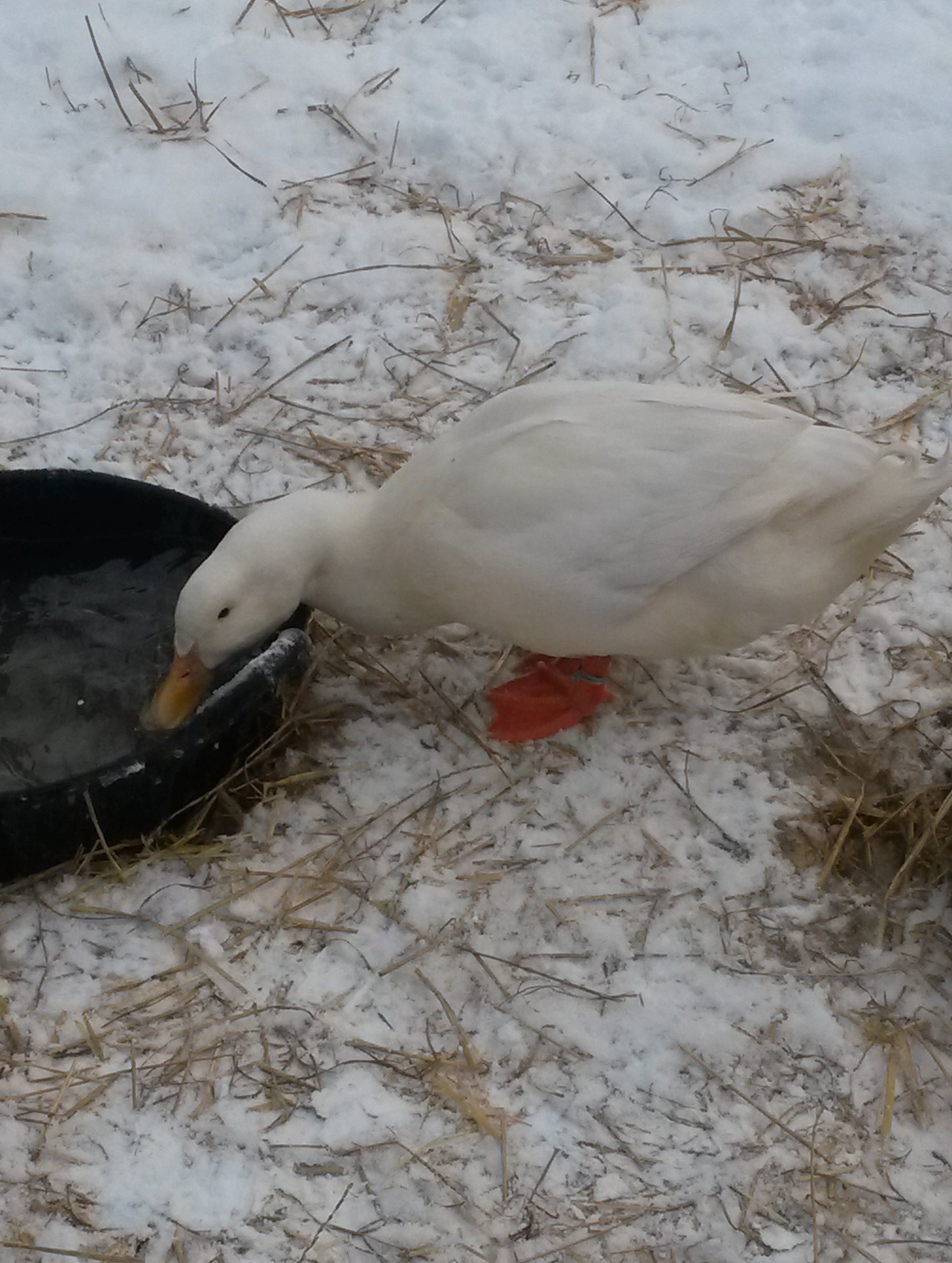 Petey checkin out the temp.