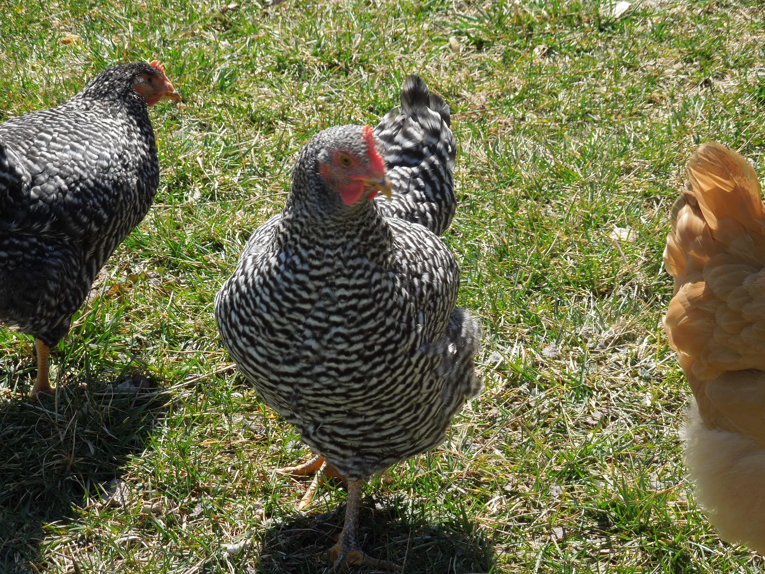 Petra, our current favorite chicken. Barred Rocks are awesome!