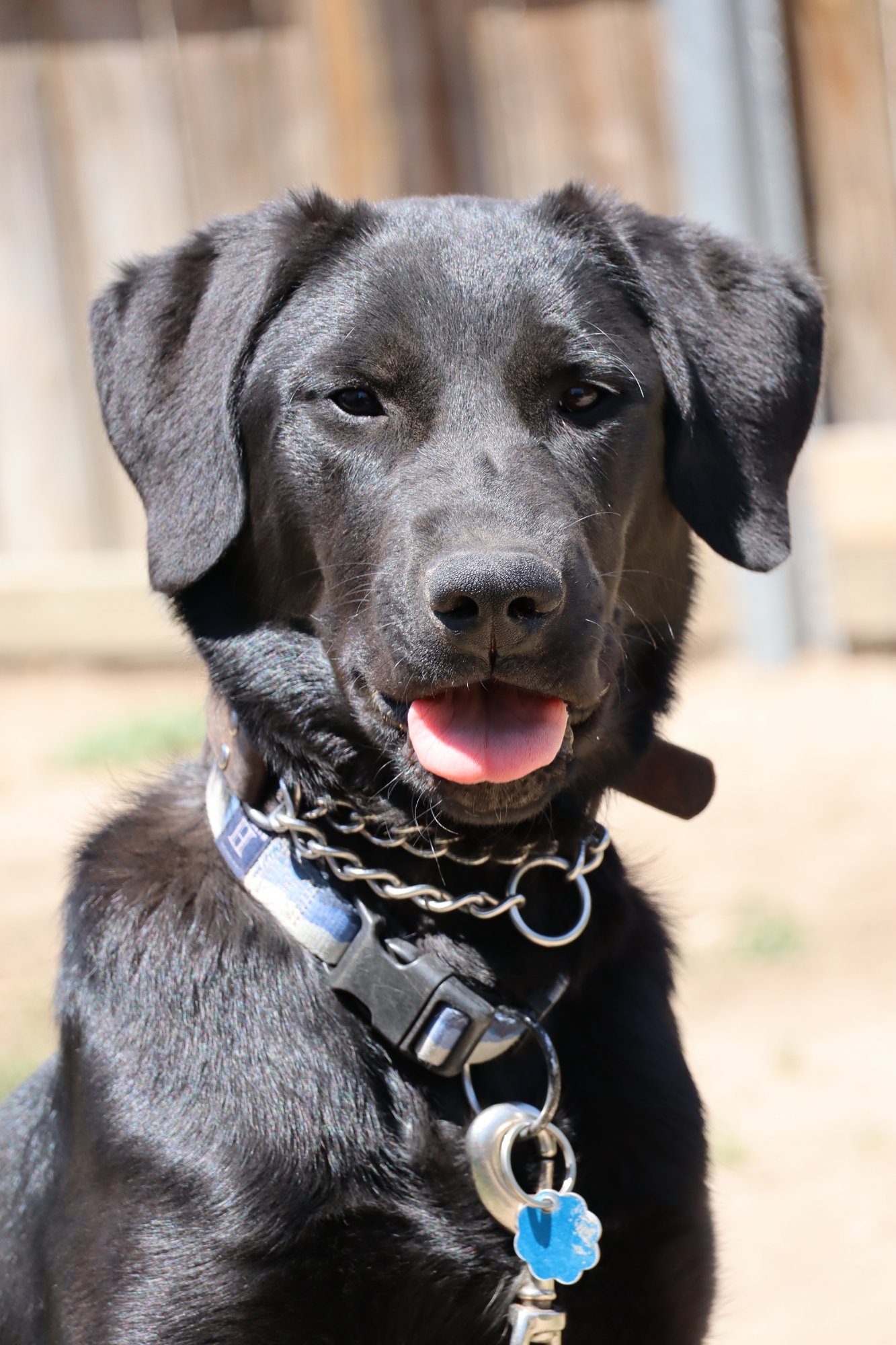 Pets with Paws Photo Contest—Official 2025 BYC Mini-Contest 1.jpg