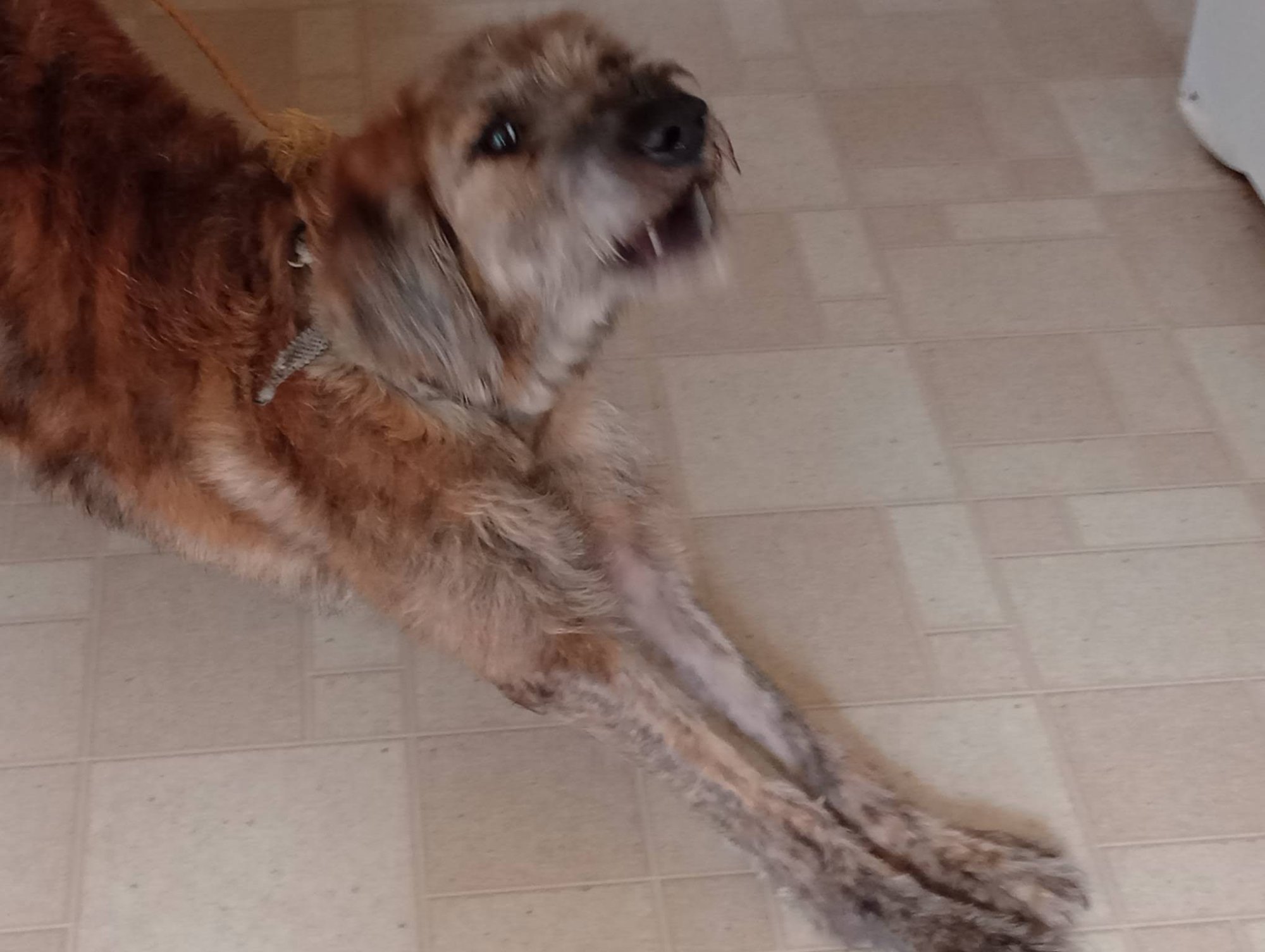 Pets with Paws Photo Contest—Official 2025 BYC Mini-Contest 10.jpg