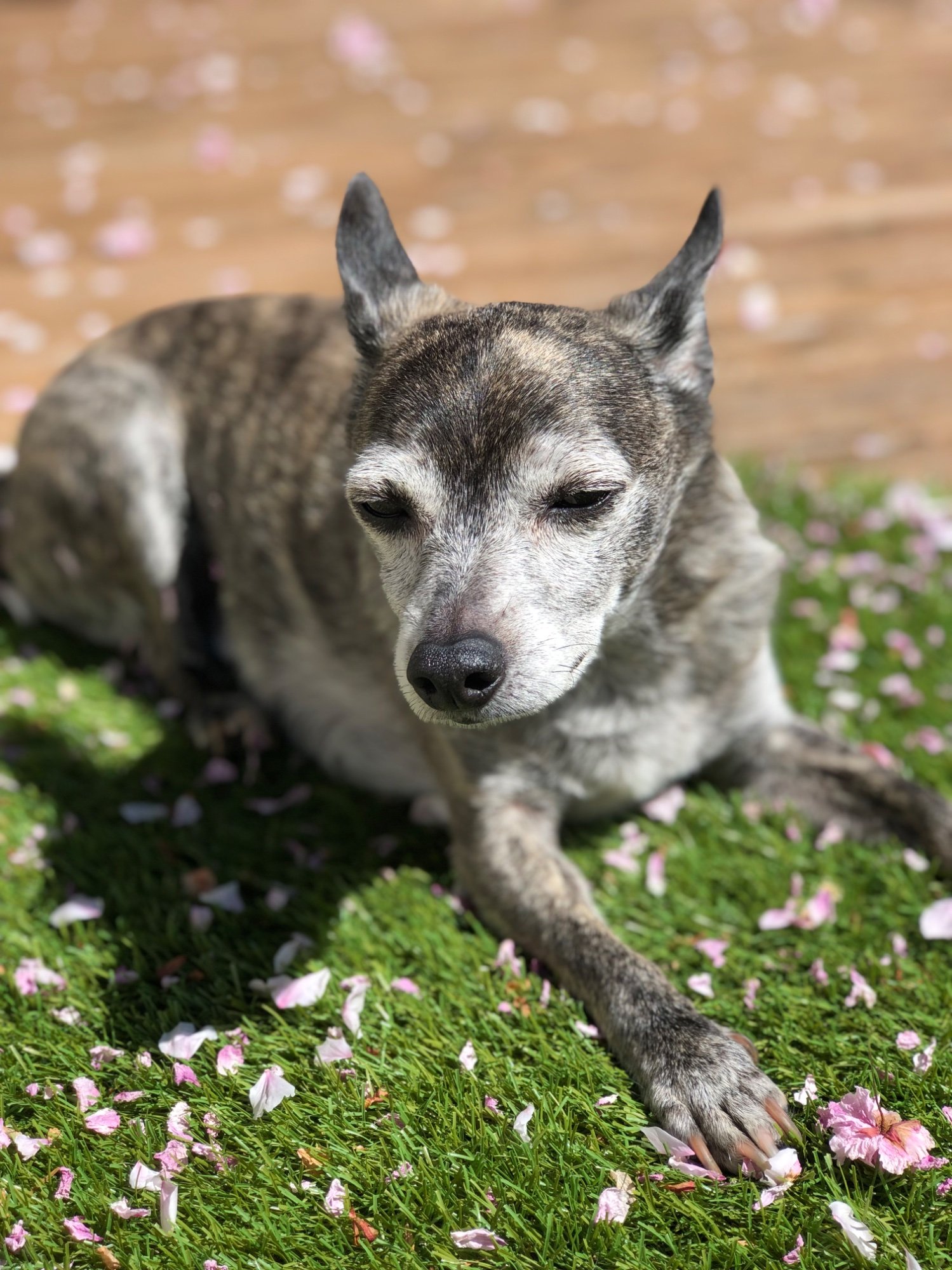 Pets with Paws Photo Contest—Official 2025 BYC Mini-Contest 100.jpg