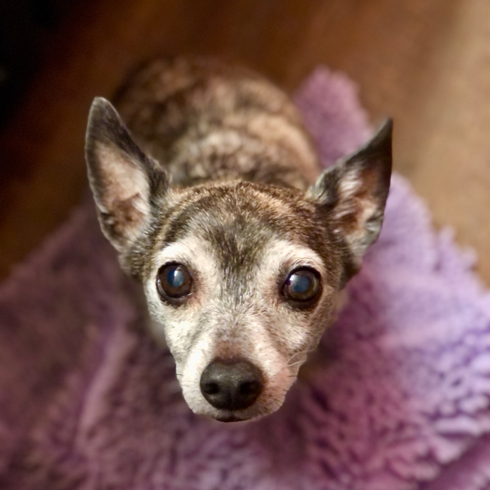 Pets with Paws Photo Contest—Official 2025 BYC Mini-Contest 101.jpg