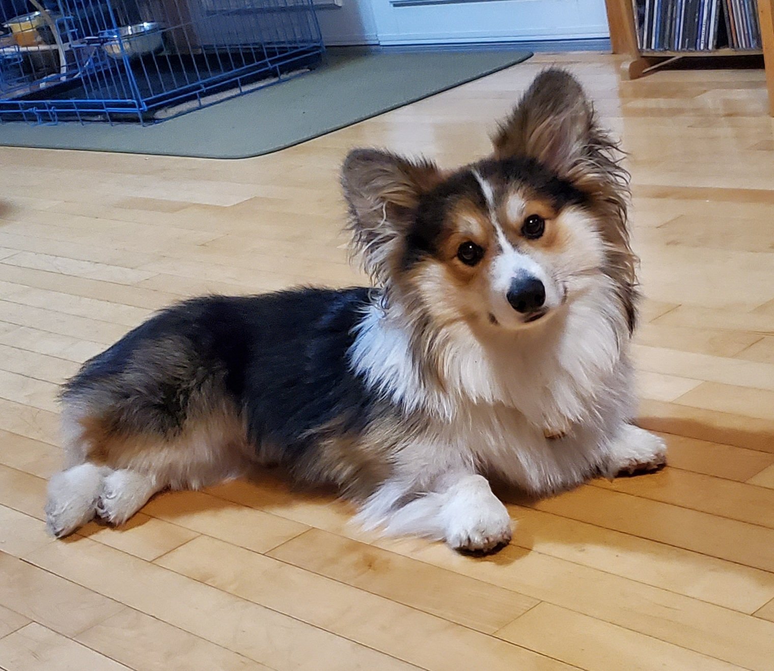 Pets with Paws Photo Contest—Official 2025 BYC Mini-Contest 102.jpg