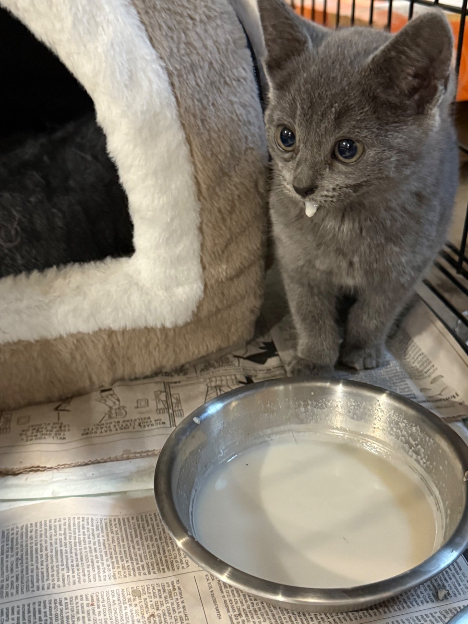 Pets with Paws Photo Contest—Official 2025 BYC Mini-Contest 103.jpg