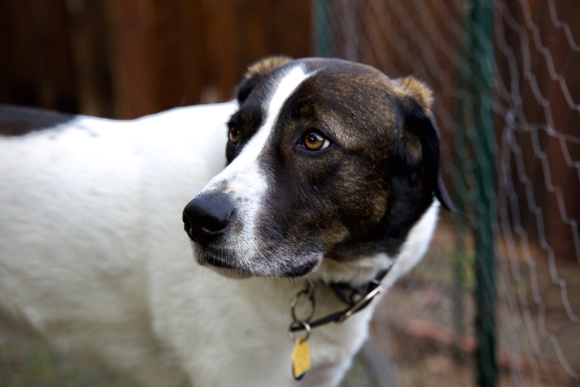 Pets with Paws Photo Contest—Official 2025 BYC Mini-Contest 104.jpg