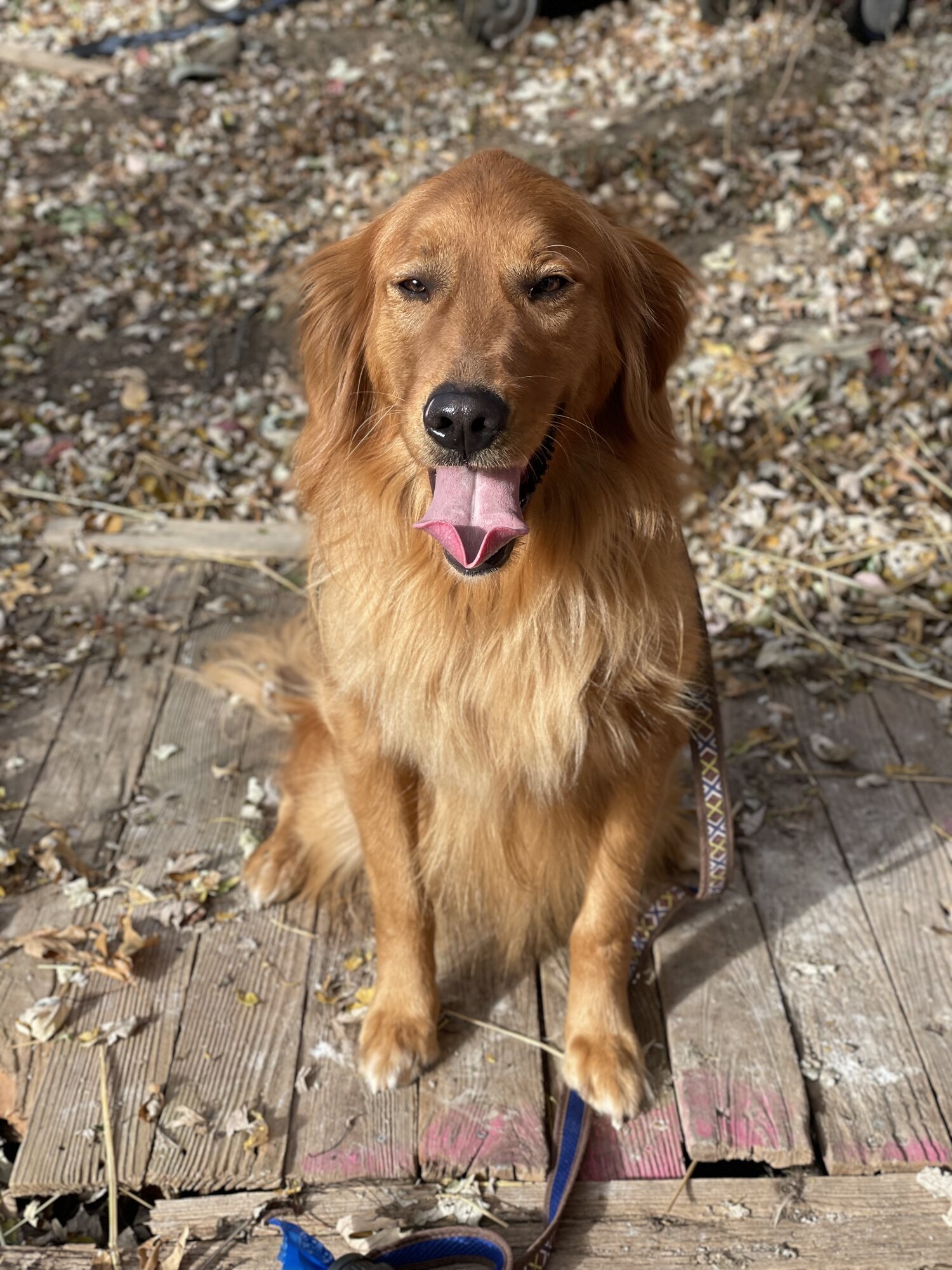 Pets with Paws Photo Contest—Official 2025 BYC Mini-Contest 107.jpg