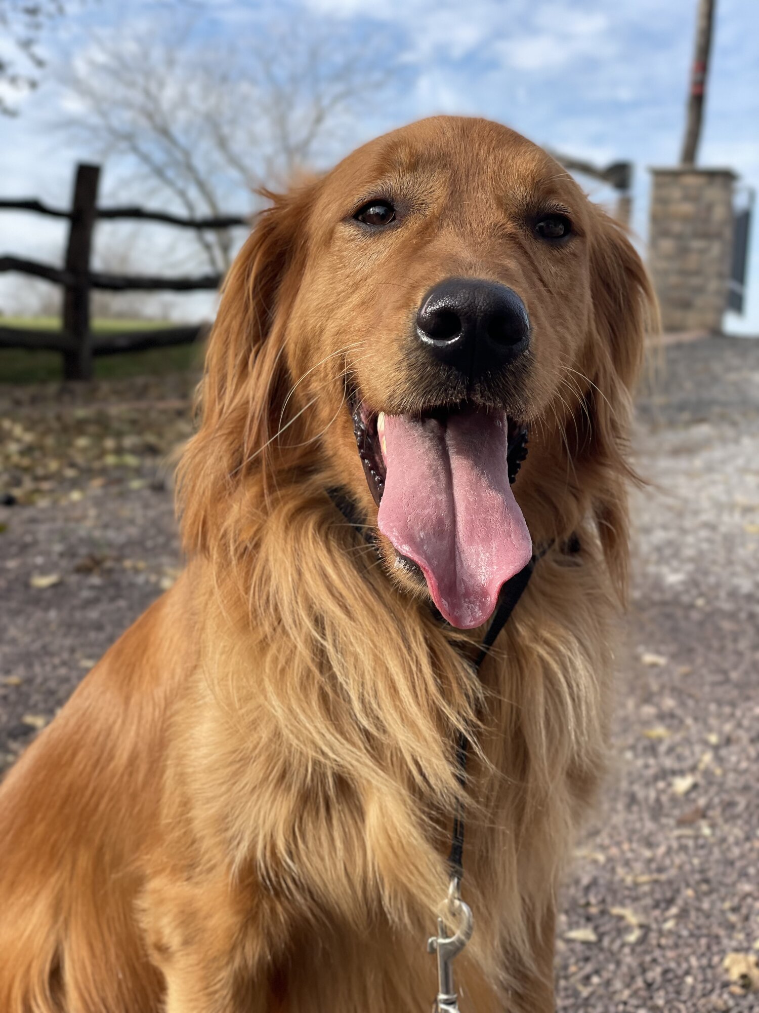 Pets with Paws Photo Contest—Official 2025 BYC Mini-Contest 108.jpg