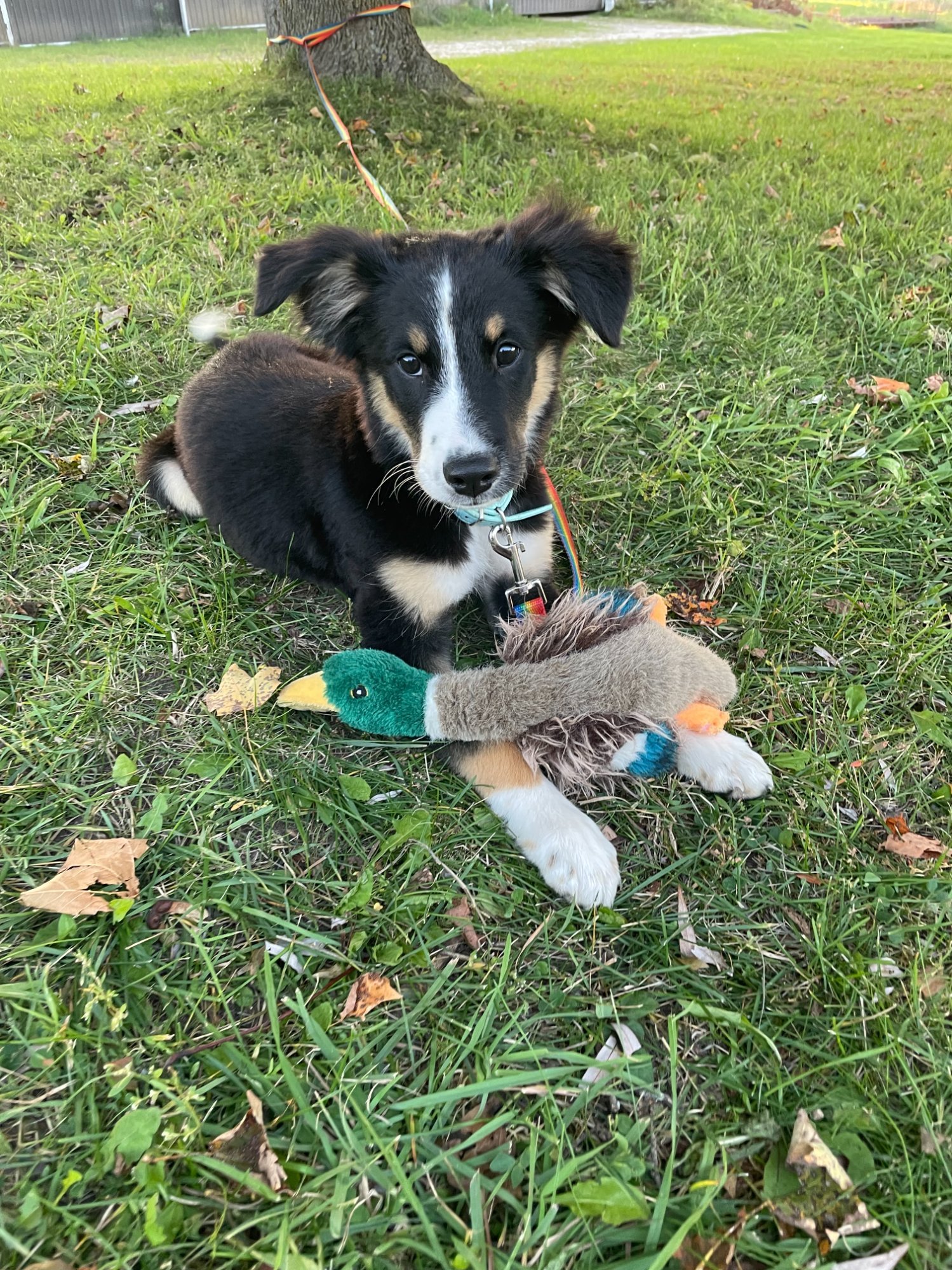 Pets with Paws Photo Contest—Official 2025 BYC Mini-Contest 11.jpg