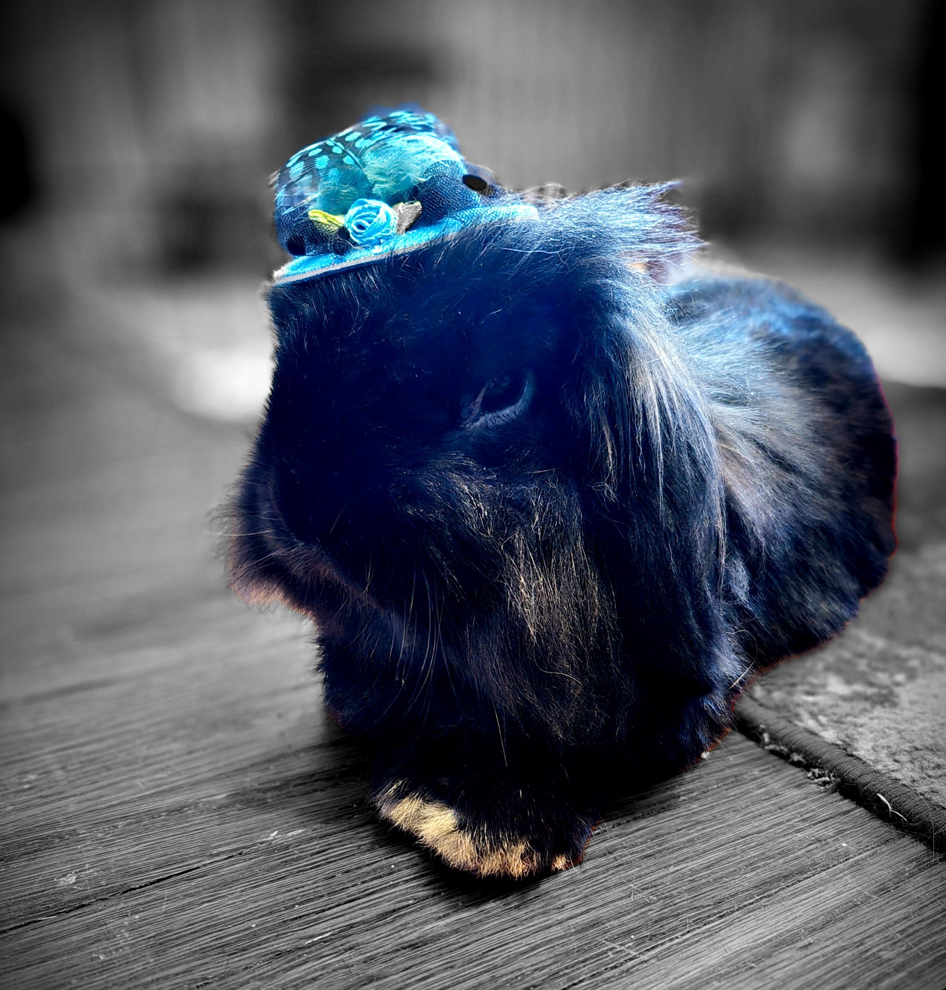 Pets with Paws Photo Contest—Official 2025 BYC Mini-Contest 110.jpg