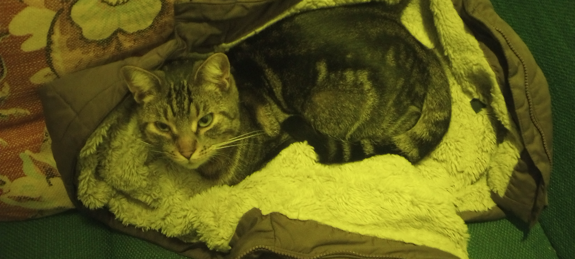 Pets with Paws Photo Contest—Official 2025 BYC Mini-Contest 112.png