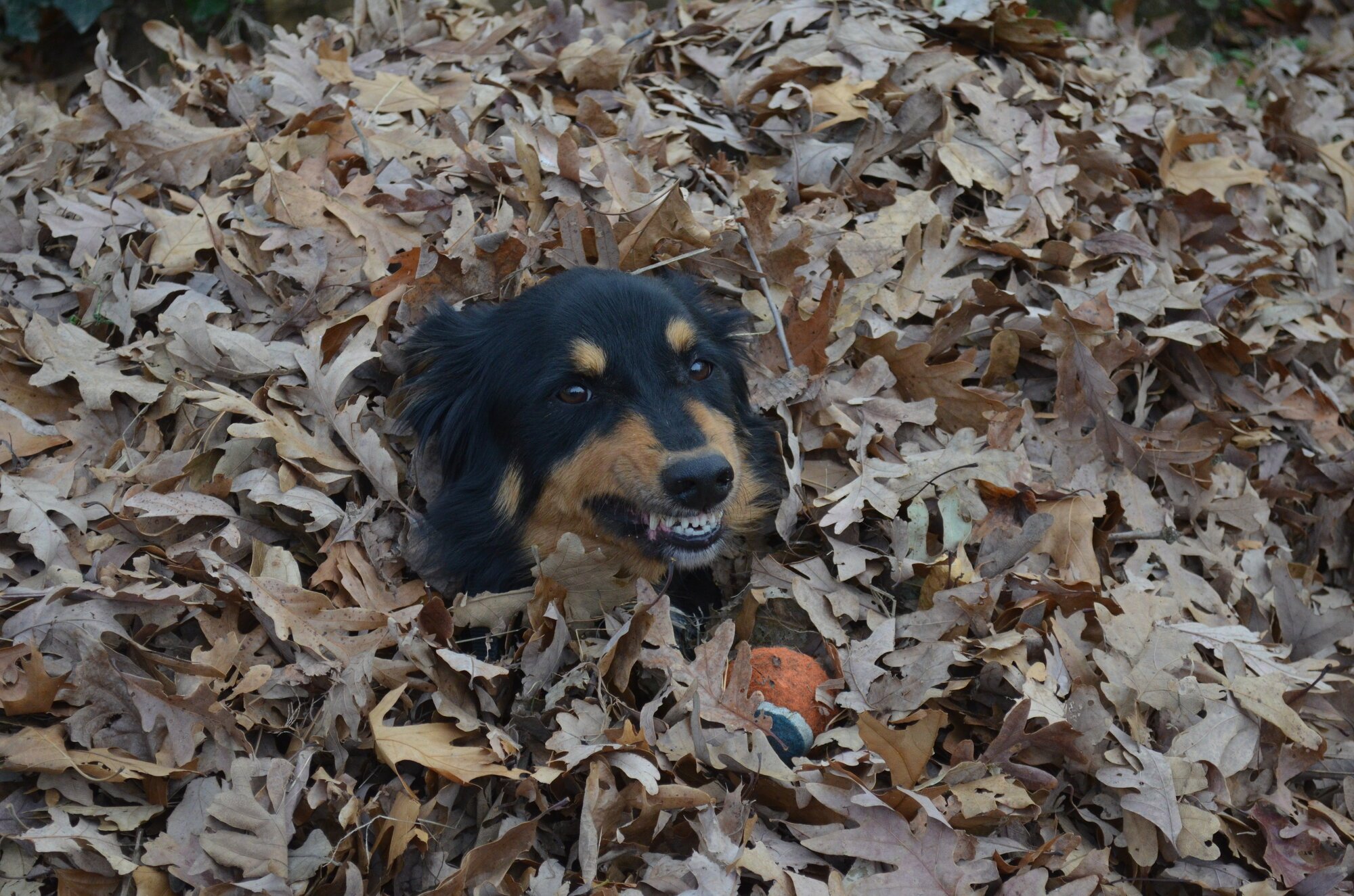 Pets with Paws Photo Contest—Official 2025 BYC Mini-Contest 113.jpg