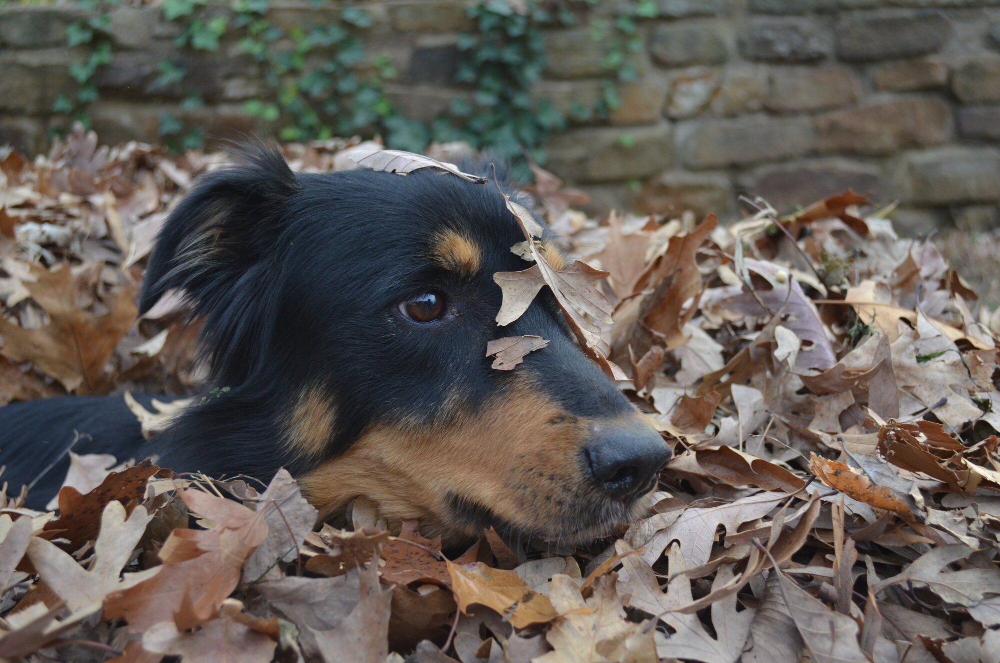 Pets with Paws Photo Contest—Official 2025 BYC Mini-Contest 115.jpg