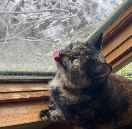 Pets with Paws Photo Contest—Official 2025 BYC Mini-Contest 117.png