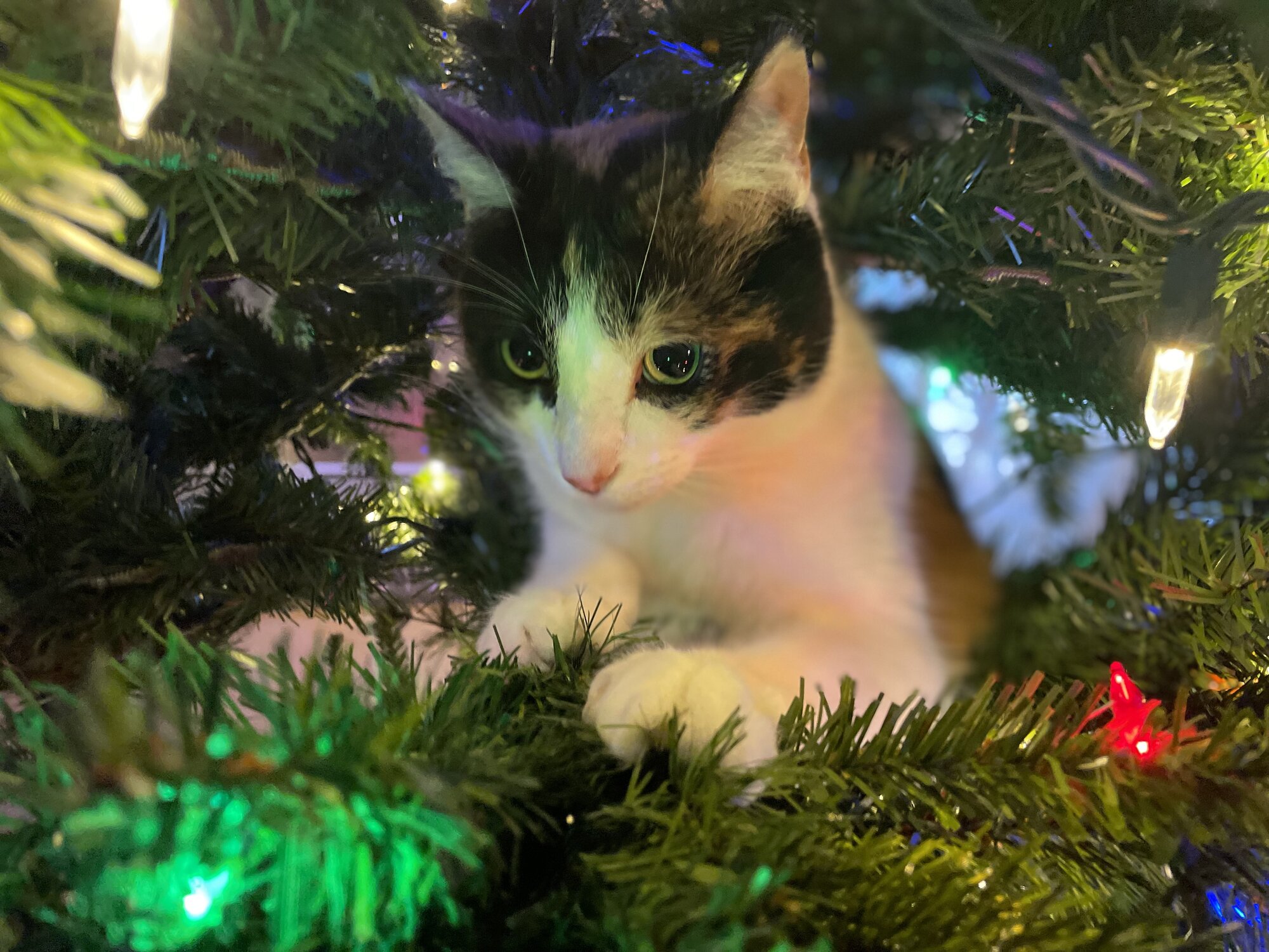 Pets with Paws Photo Contest—Official 2025 BYC Mini-Contest 118.jpg