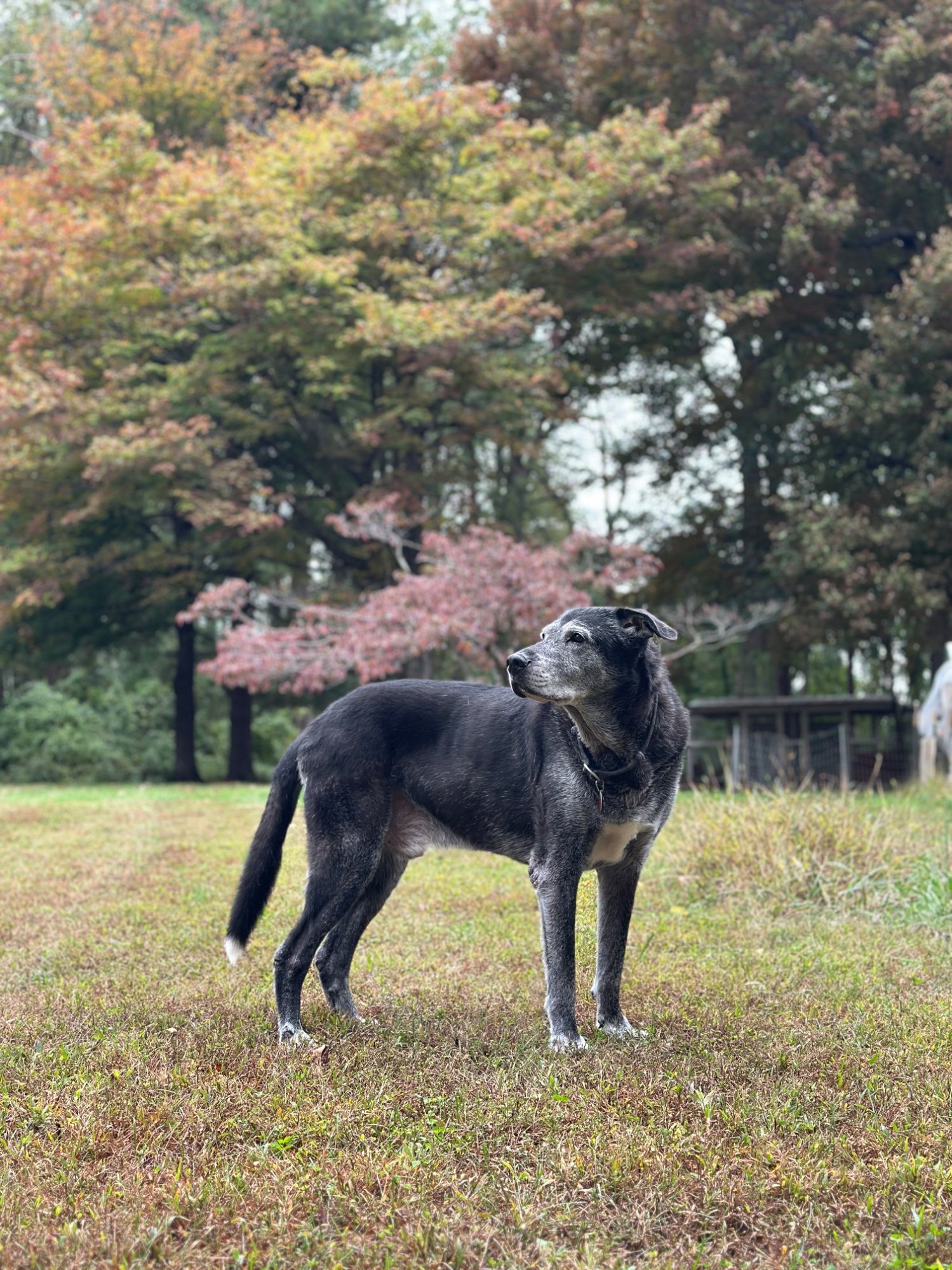 Pets with Paws Photo Contest—Official 2025 BYC Mini-Contest 119.jpg