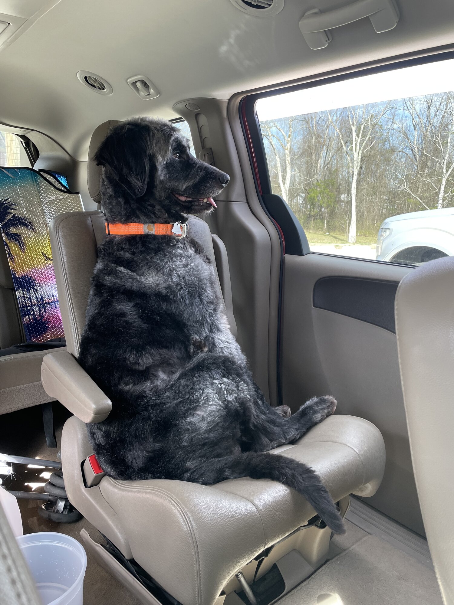 Pets with Paws Photo Contest—Official 2025 BYC Mini-Contest 12.jpg