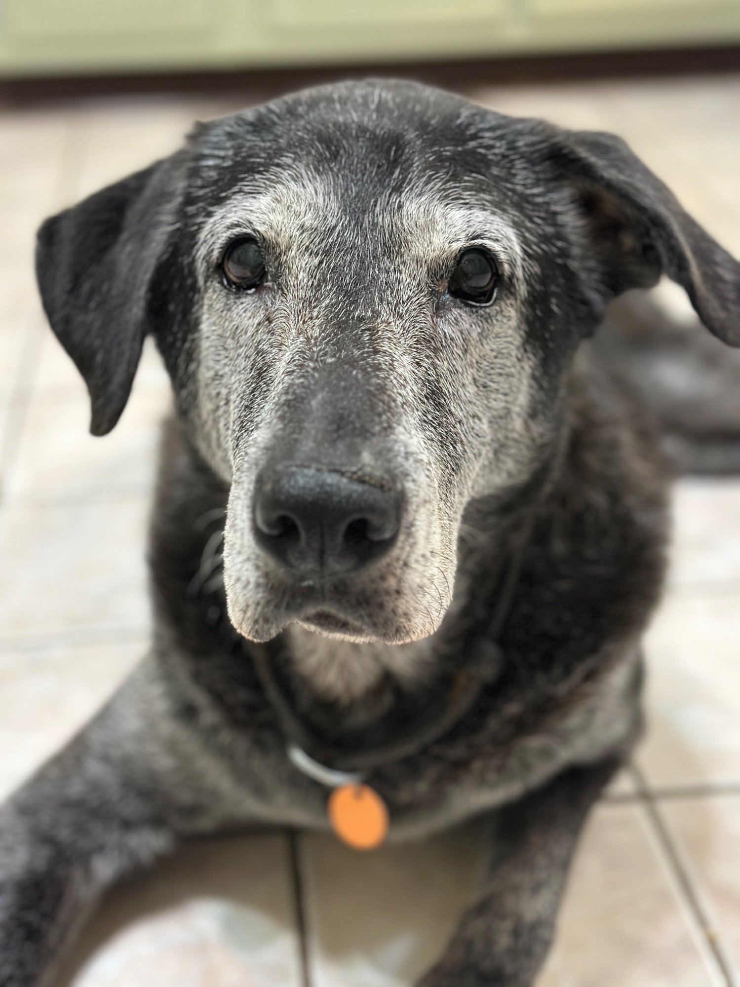 Pets with Paws Photo Contest—Official 2025 BYC Mini-Contest 121.jpg