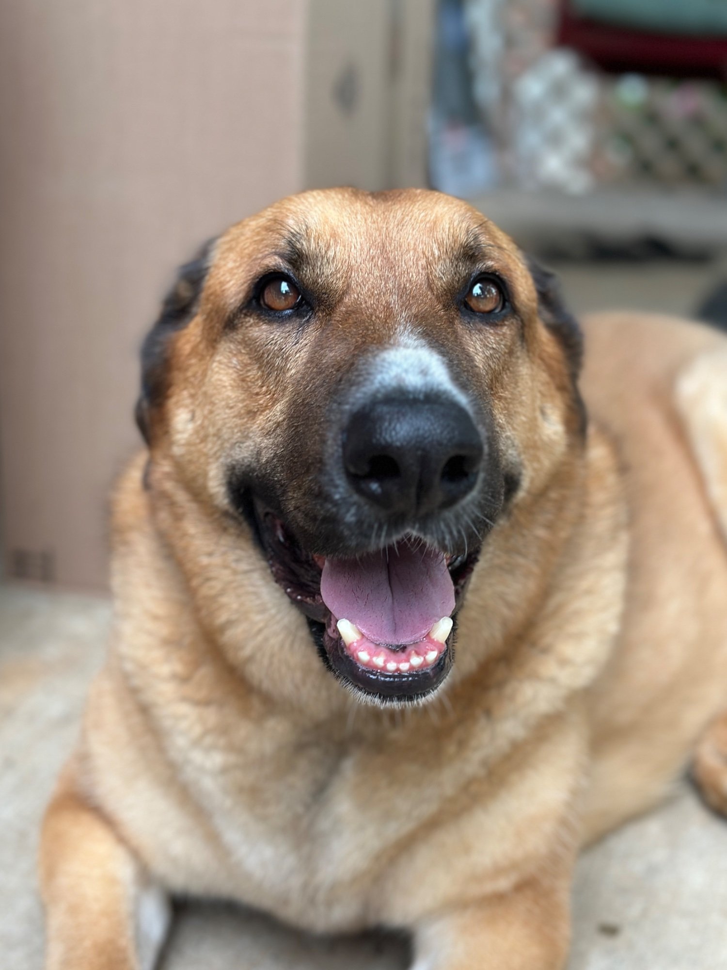 Pets with Paws Photo Contest—Official 2025 BYC Mini-Contest 122.jpg