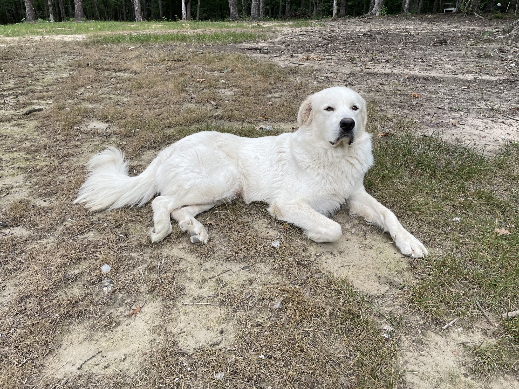 Pets with Paws Photo Contest—Official 2025 BYC Mini-Contest 13.jpg