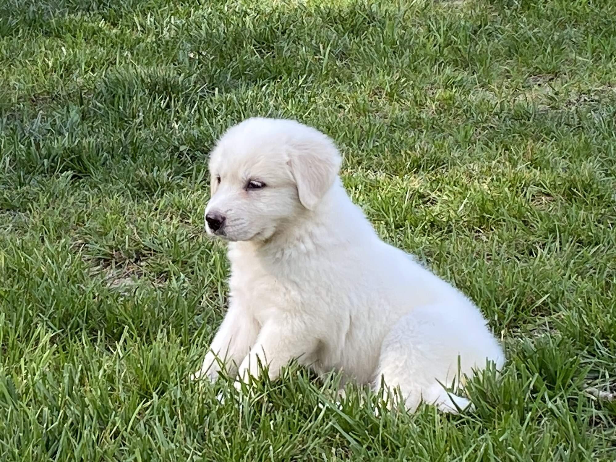 Pets with Paws Photo Contest—Official 2025 BYC Mini-Contest 14.jpg