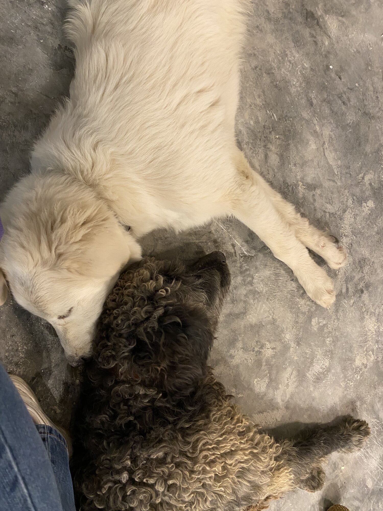 Pets with Paws Photo Contest—Official 2025 BYC Mini-Contest 15.jpg