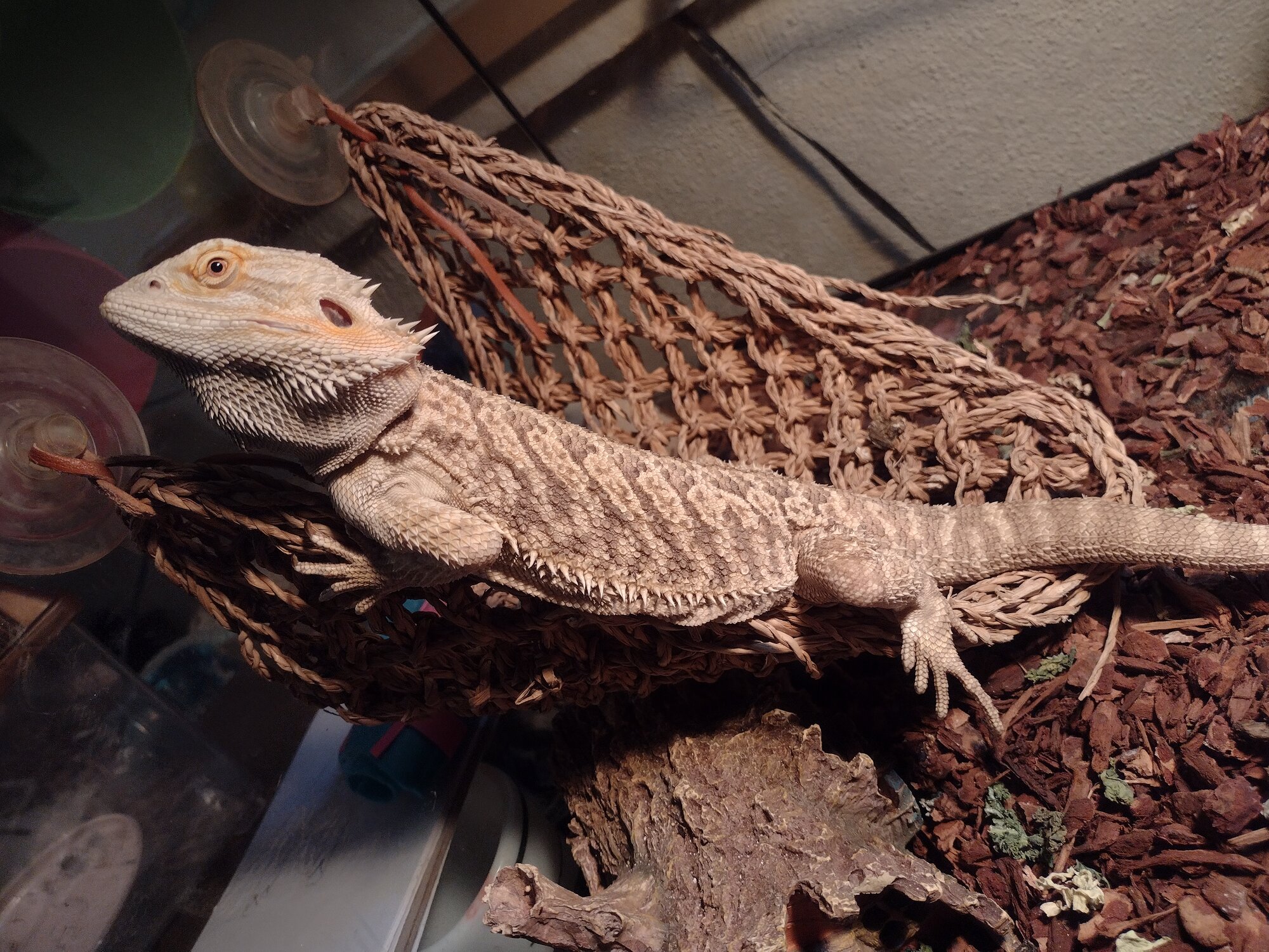 Pets with Paws Photo Contest—Official 2025 BYC Mini-Contest 16.jpg