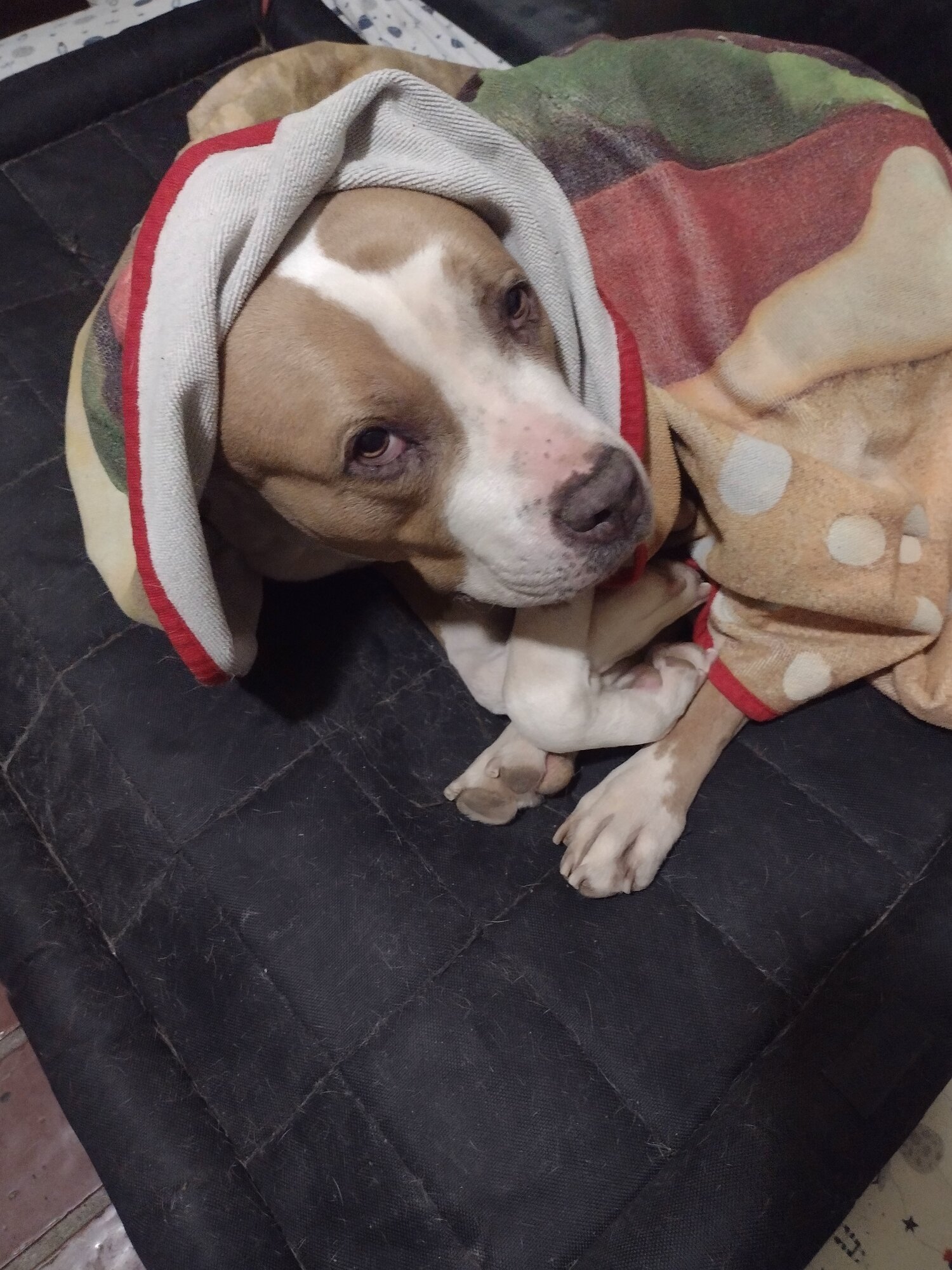 Pets with Paws Photo Contest—Official 2025 BYC Mini-Contest 17.jpg