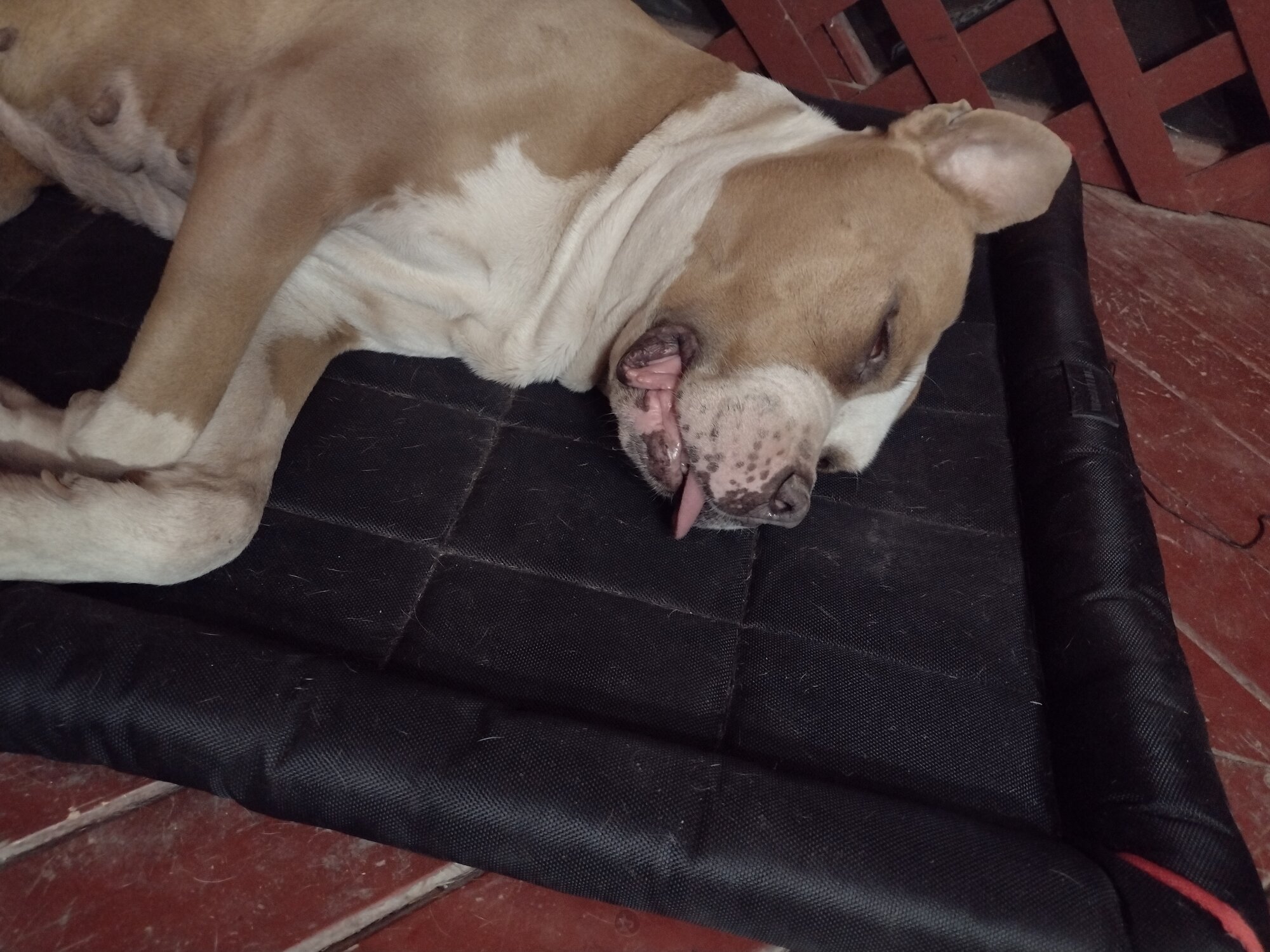 Pets with Paws Photo Contest—Official 2025 BYC Mini-Contest 18.jpg